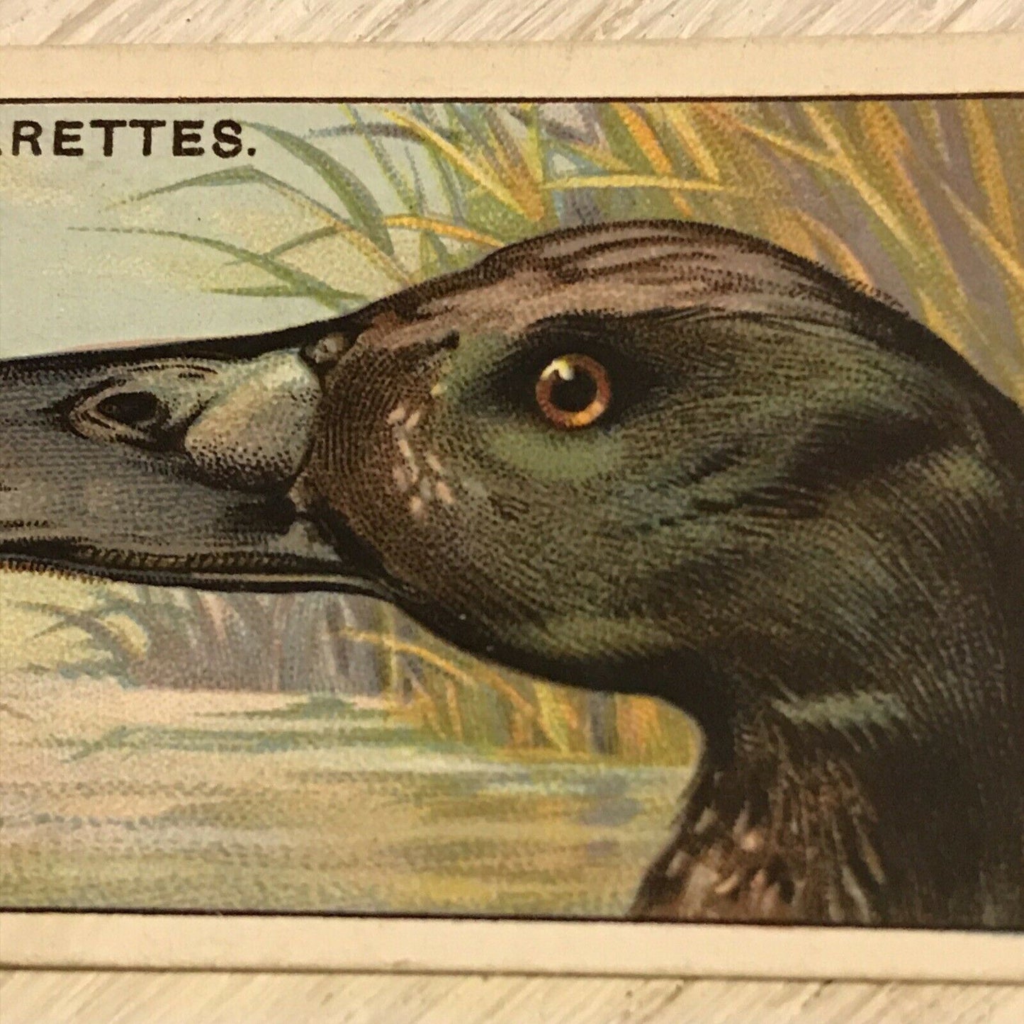 Players Cigarette Card Curious Beaks 44 Shoveller Duck Bird 1929 Vintage Picture