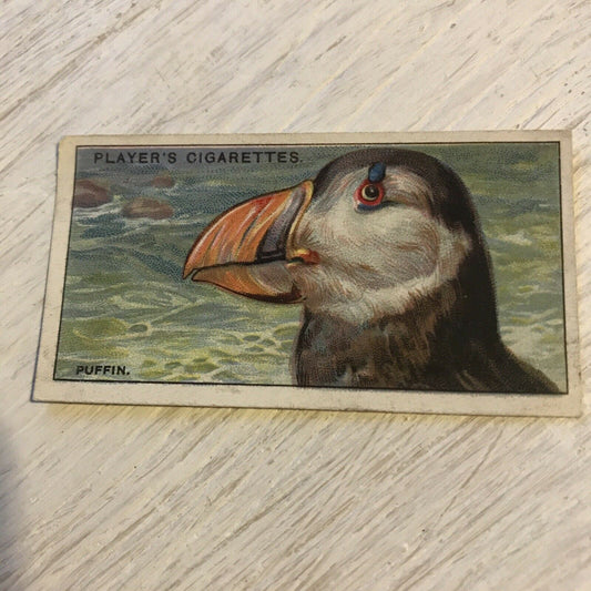 Players Cigarette Card Curious Beaks 36 Puffin 1929 Bird Vintage Picture