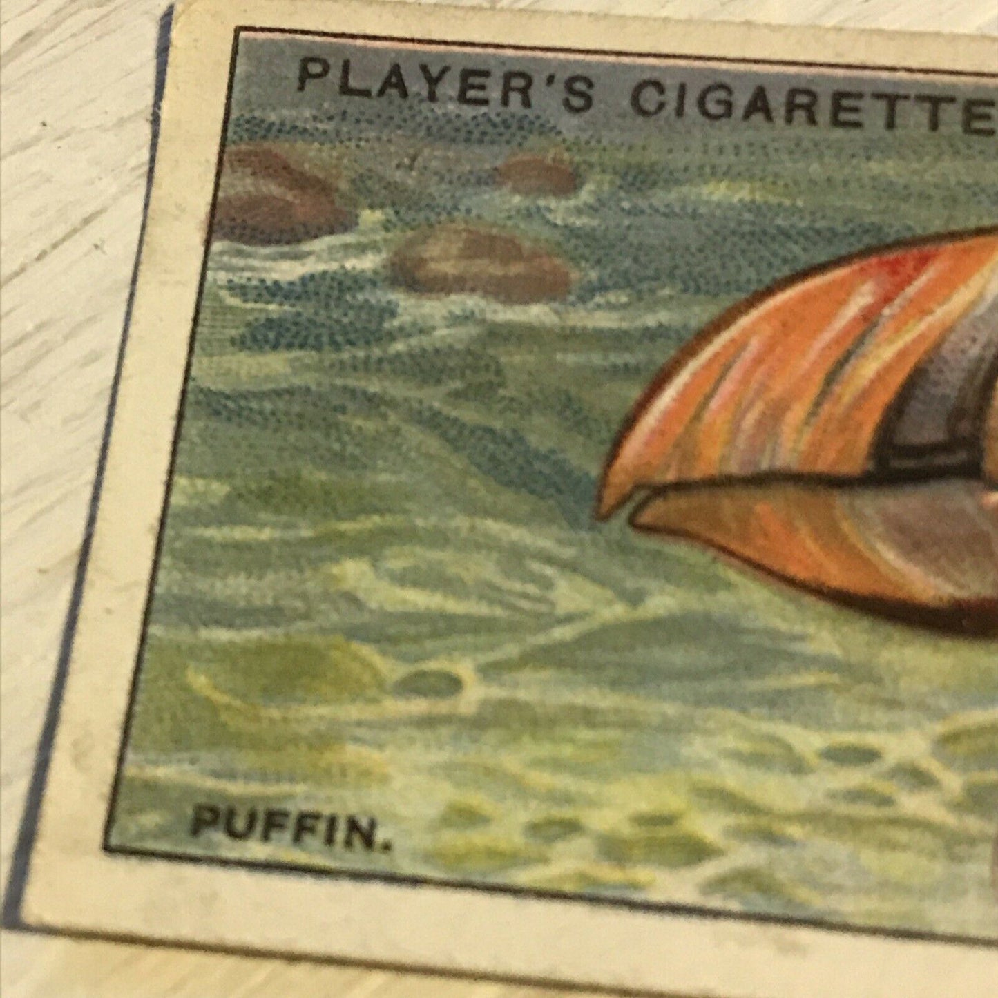 Players Cigarette Card Curious Beaks 36 Puffin 1929 Bird Vintage Picture