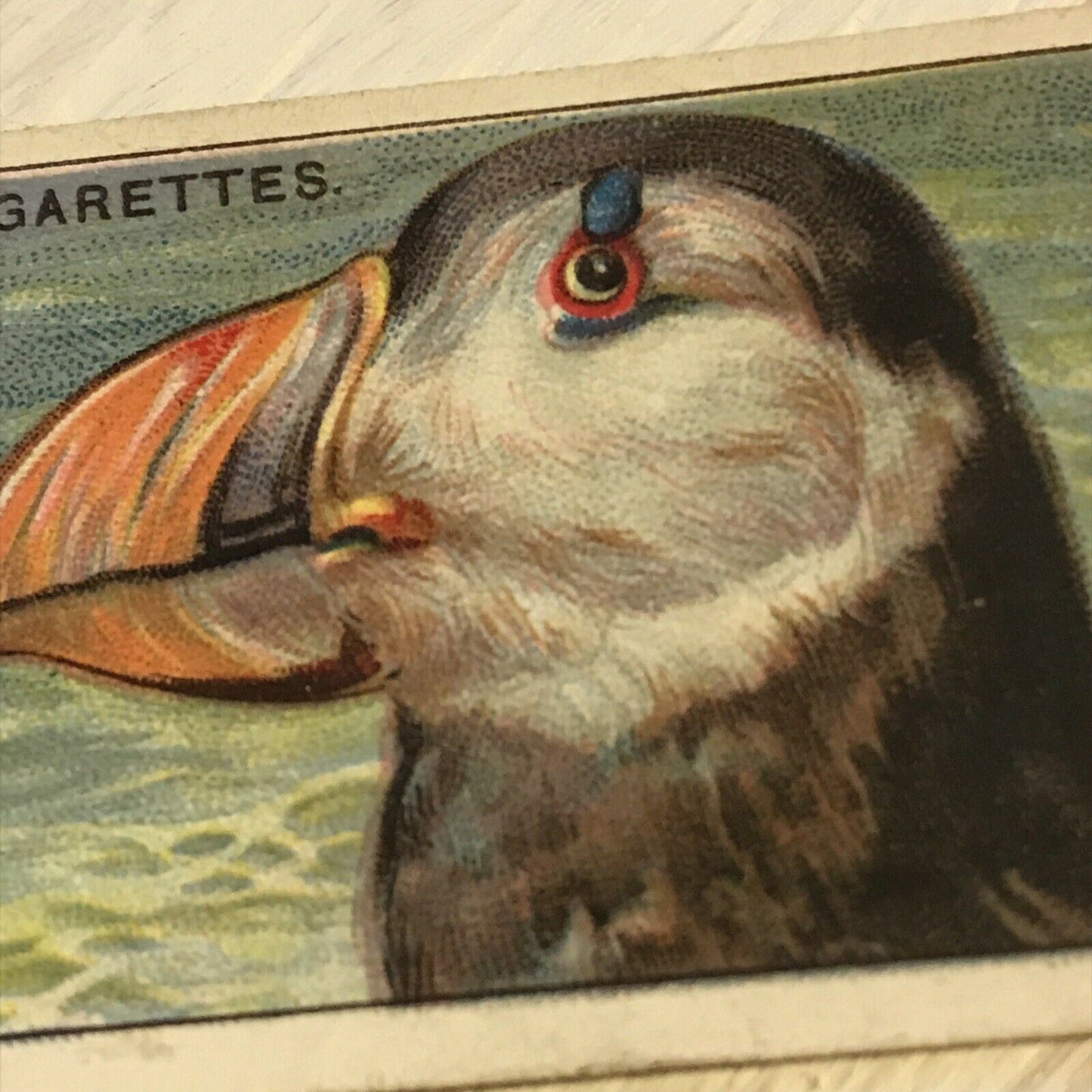 Players Cigarette Card Curious Beaks 36 Puffin 1929 Bird Vintage Picture