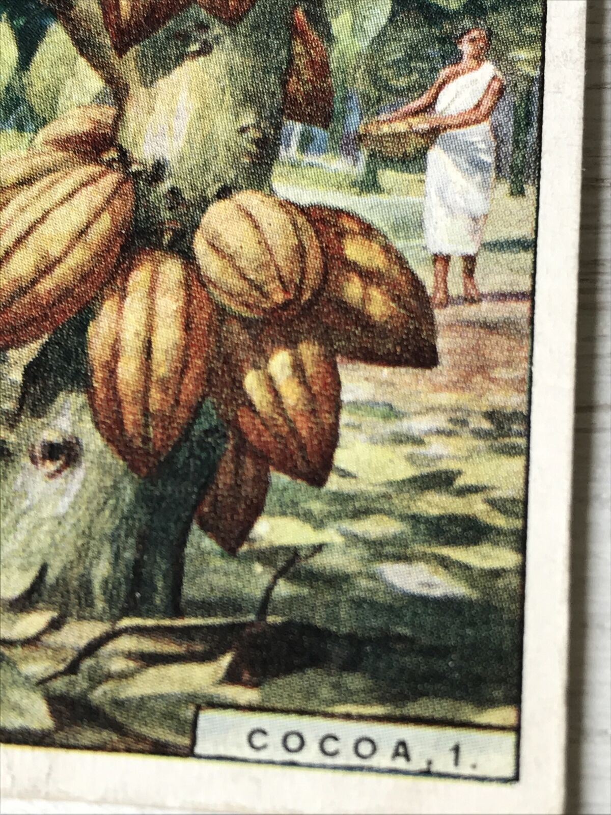 Vintage Players Cigarettes Card Products Of The World Cocoa 1 6 Cacao Tree Trini