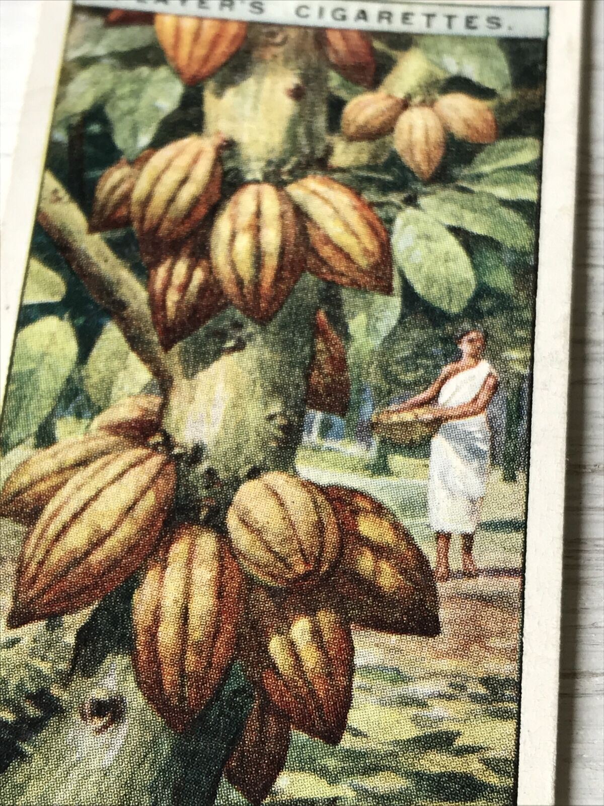 Vintage Players Cigarettes Card Products Of The World Cocoa 1 6 Cacao Tree Trini