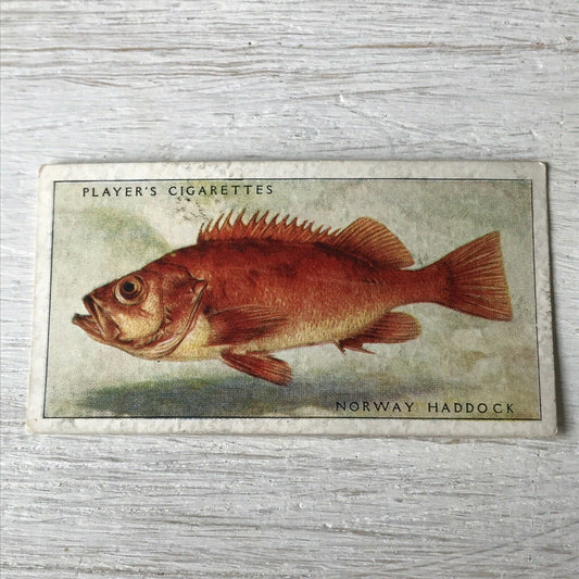 Vintage Players Cigarettes Card Sea Fishes 38 Norway Haddock Bright Fish Picture