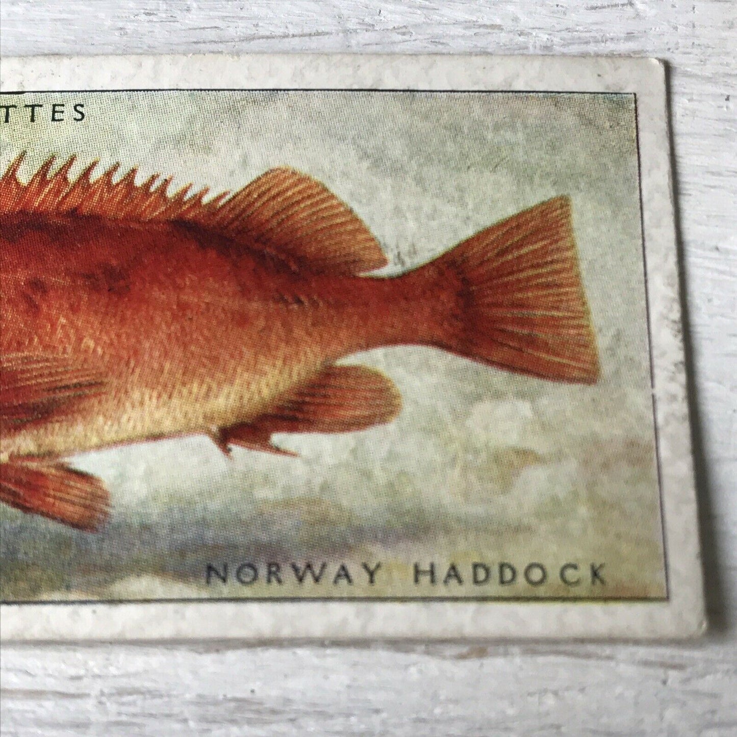 Vintage Players Cigarettes Card Sea Fishes 38 Norway Haddock Bright Fish Picture