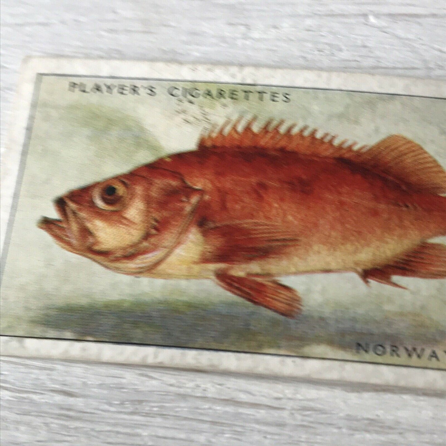 Vintage Players Cigarettes Card Sea Fishes 38 Norway Haddock Bright Fish Picture