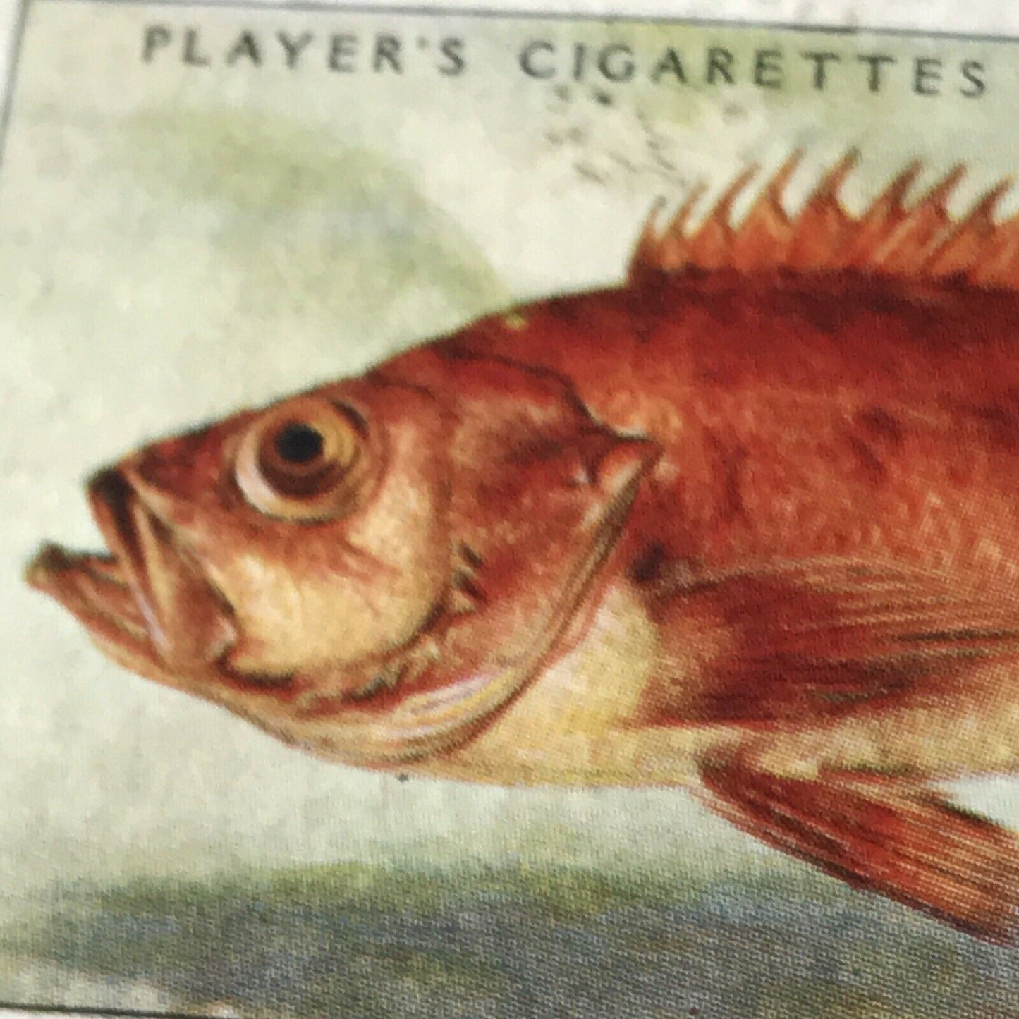 Vintage Players Cigarettes Card Sea Fishes 38 Norway Haddock Bright Fish Picture