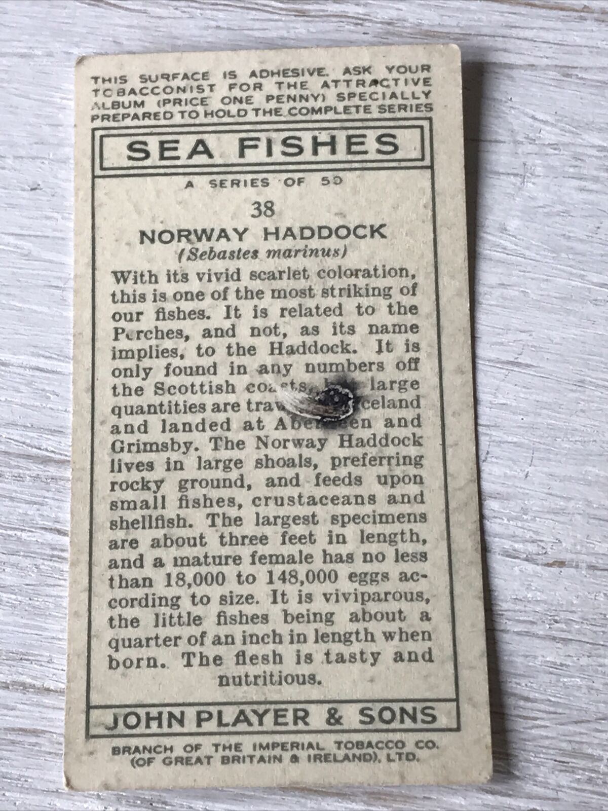 Vintage Players Cigarettes Card Sea Fishes 38 Norway Haddock Bright Fish Picture