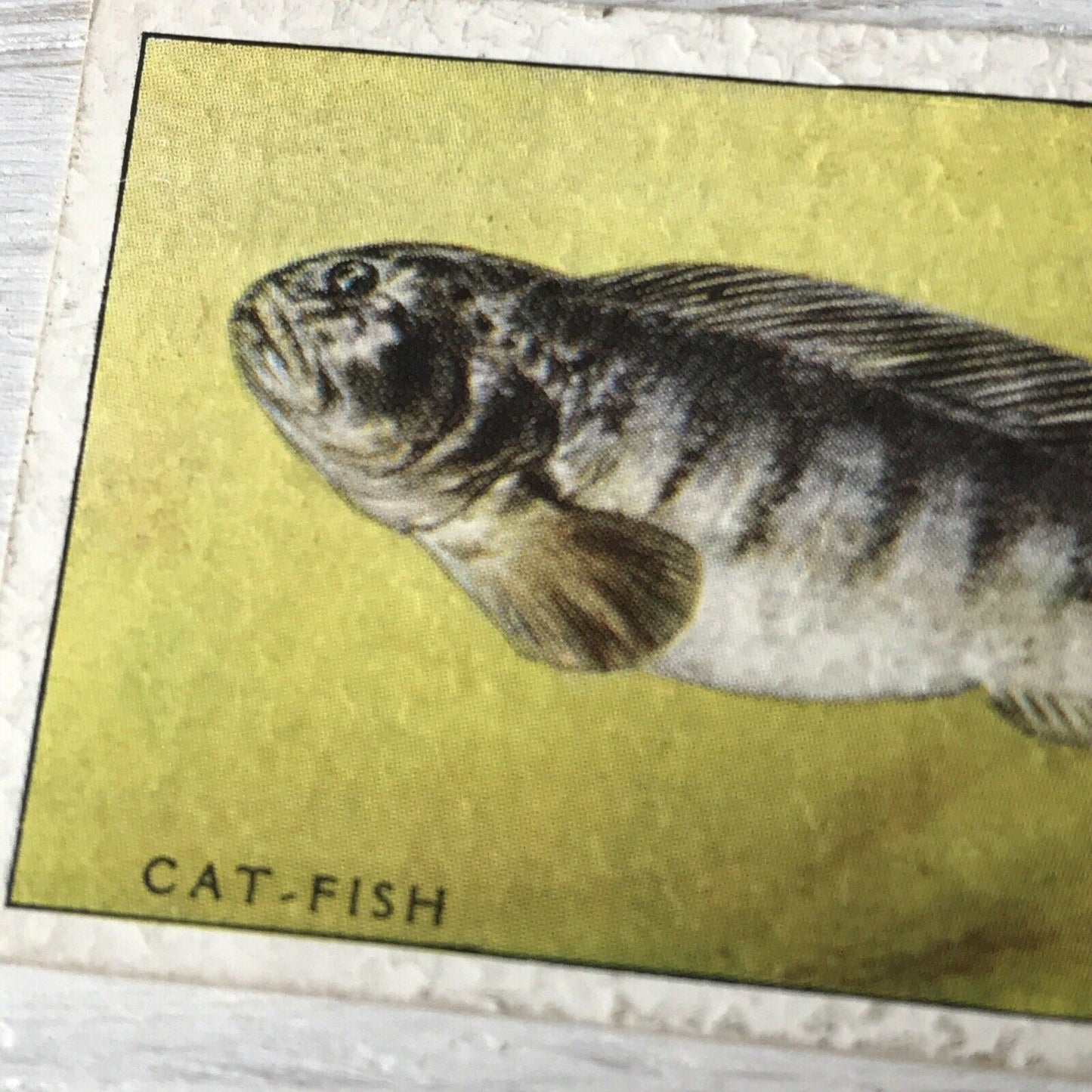 Vintage Players Cigarettes Card Sea Fishes 37 Cat-fish Wolf-fish Picture 1935