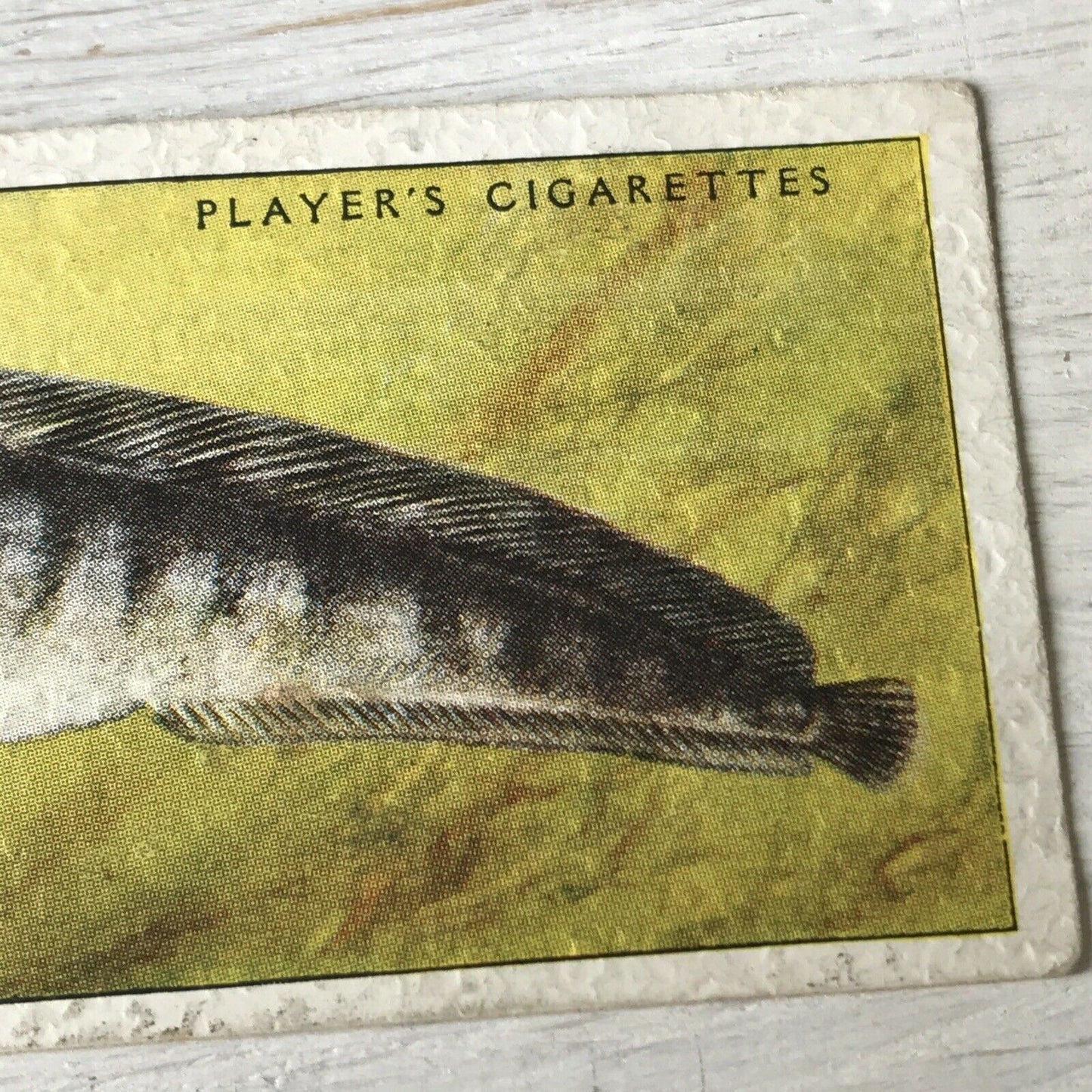 Vintage Players Cigarettes Card Sea Fishes 37 Cat-fish Wolf-fish Picture 1935