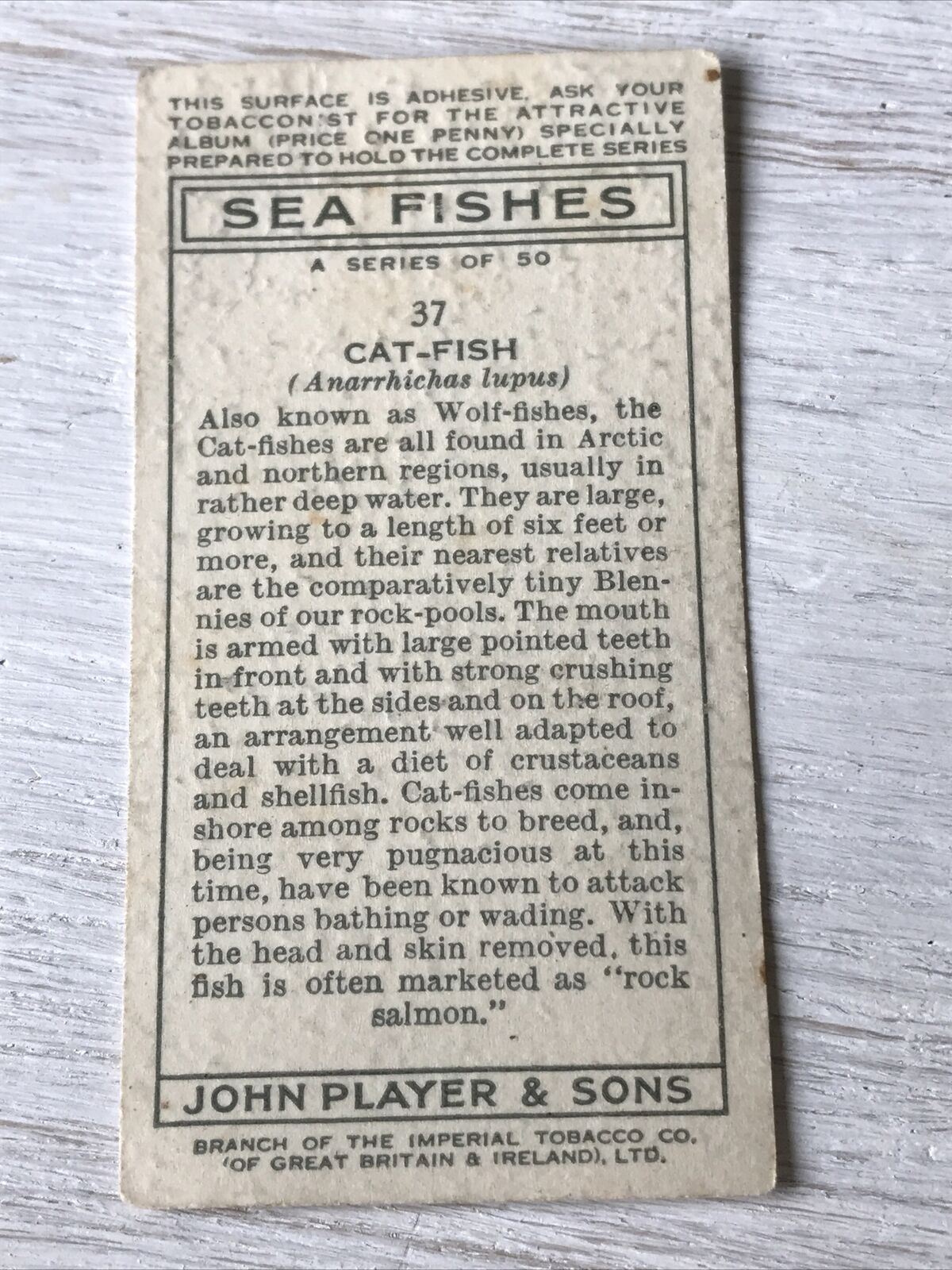 Vintage Players Cigarettes Card Sea Fishes 37 Cat-fish Wolf-fish Picture 1935