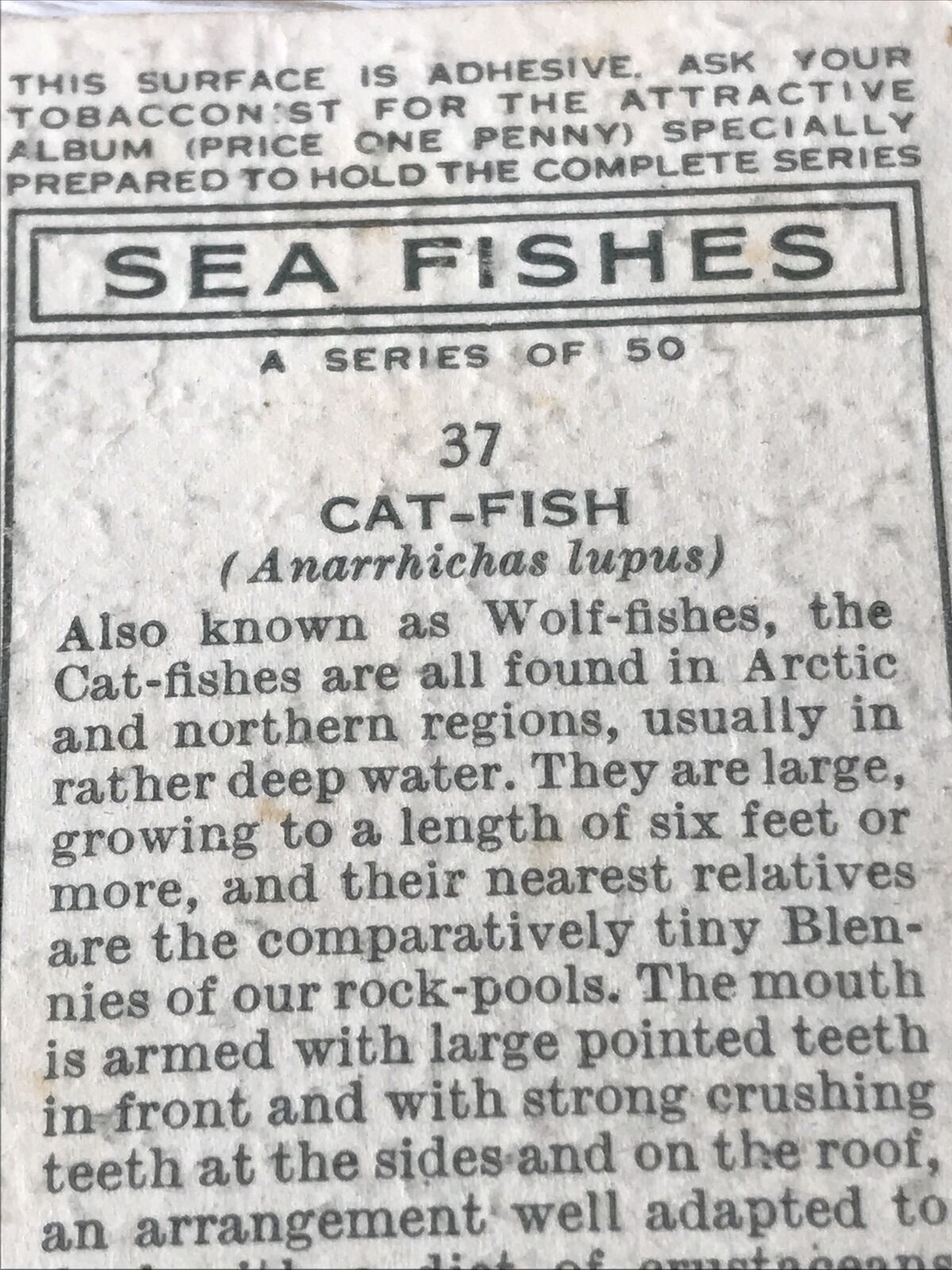 Vintage Players Cigarettes Card Sea Fishes 37 Cat-fish Wolf-fish Picture 1935