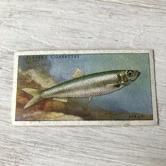 Vintage Players Cigarettes Card Sea Fishes 11 Sprat 1930s Norway Black Sea