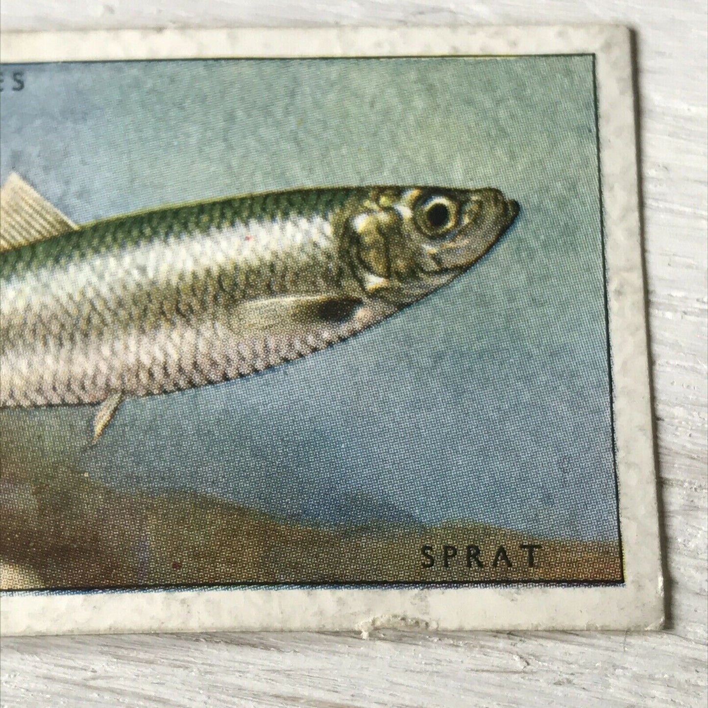 Vintage Players Cigarettes Card Sea Fishes 11 Sprat 1930s Norway Black Sea