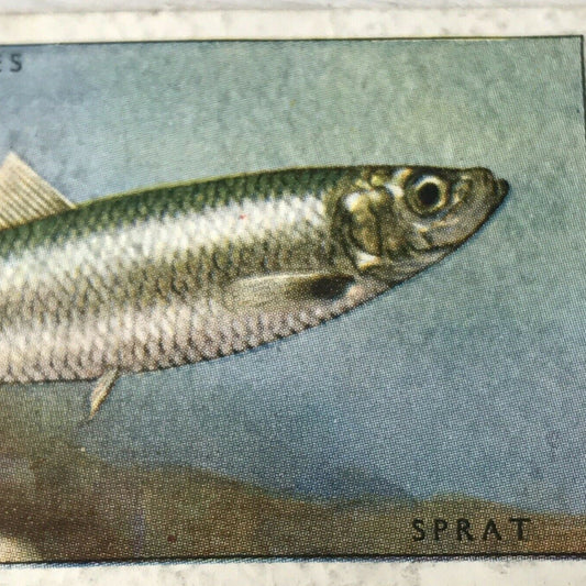 Vintage Players Cigarette Card - Sea Fishes - No. 11 Sprat - 1930s - Norway Black Sea