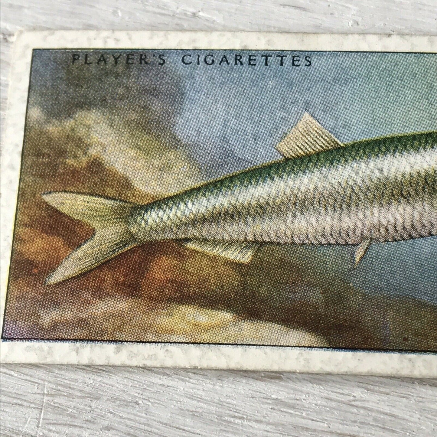 Vintage Players Cigarettes Card Sea Fishes 11 Sprat 1930s Norway Black Sea