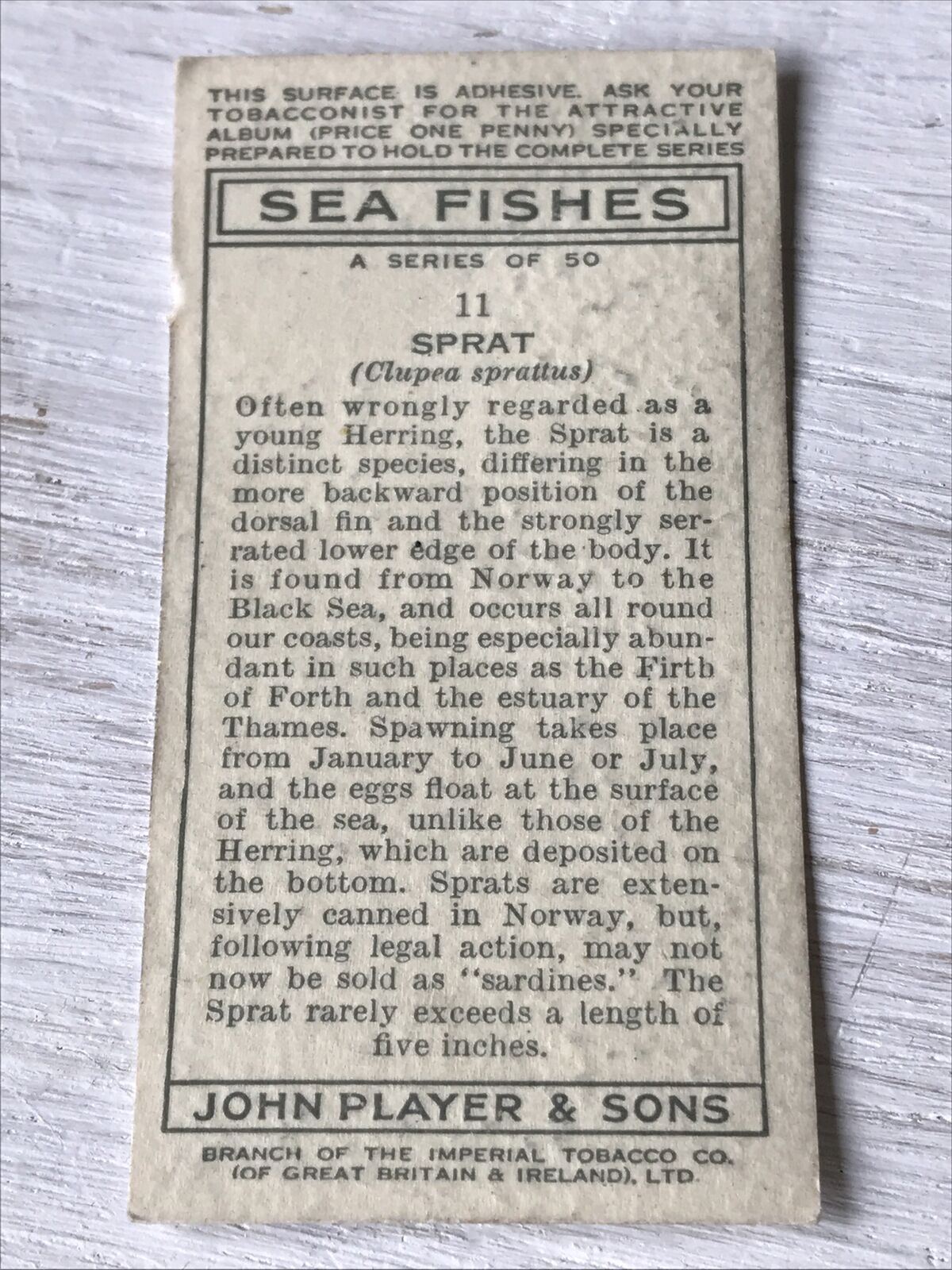 Vintage Players Cigarettes Card Sea Fishes 11 Sprat 1930s Norway Black Sea