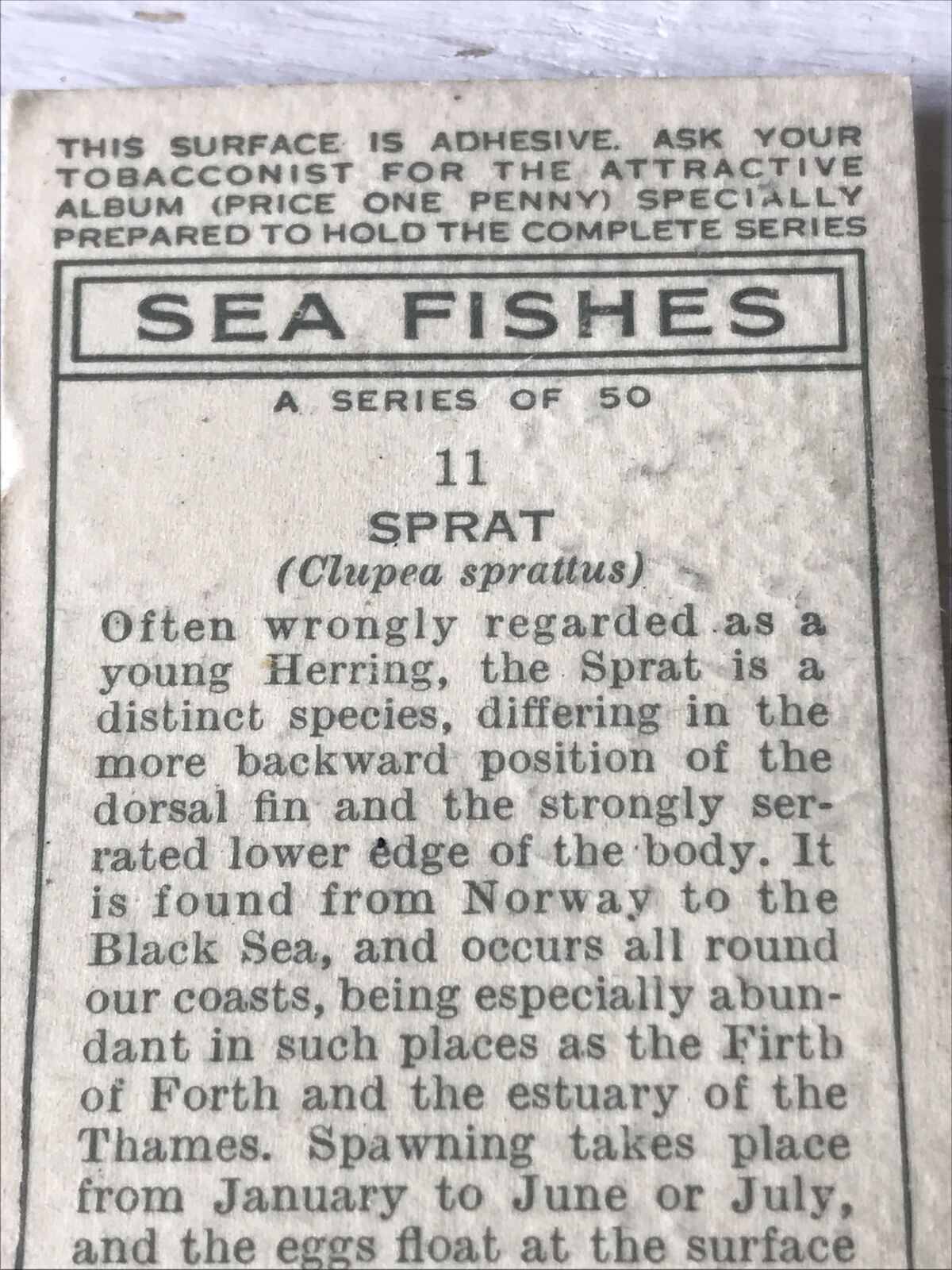 Vintage Players Cigarettes Card Sea Fishes 11 Sprat 1930s Norway Black Sea