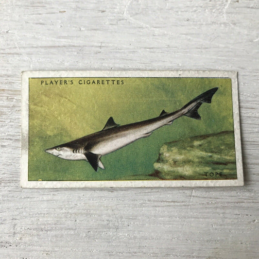 Vintage Players Cigarettes Card Sea Fishes 2 Basking Shark 1930s