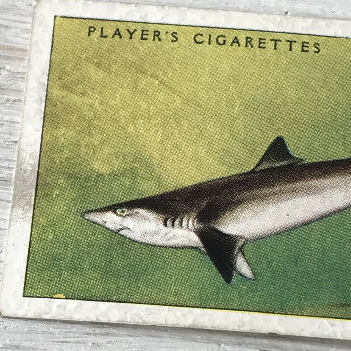 Vintage Players Cigarettes Card Sea Fishes 2 Basking Shark 1930s