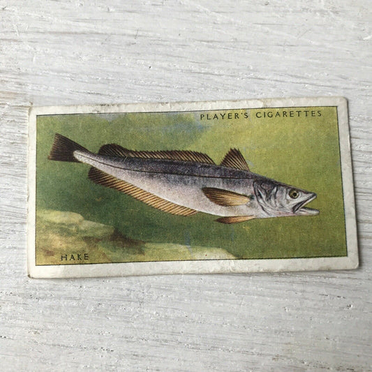 Vintage Players Cigarettes Card Sea Fishes 16 Hake 1930s