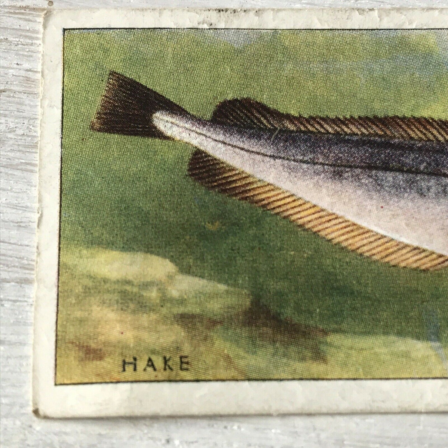 Vintage Players Cigarettes Card Sea Fishes 16 Hake 1930s