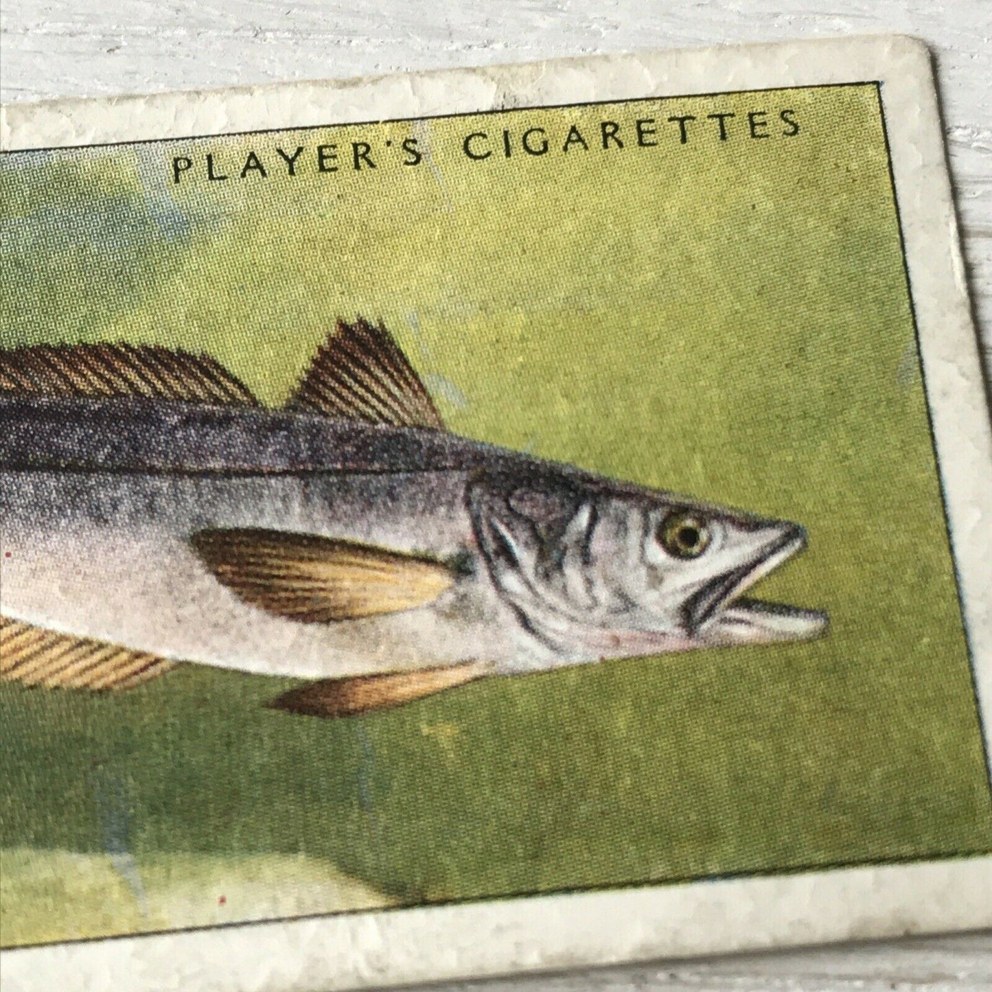 Vintage Players Cigarettes Card Sea Fishes 16 Hake 1930s