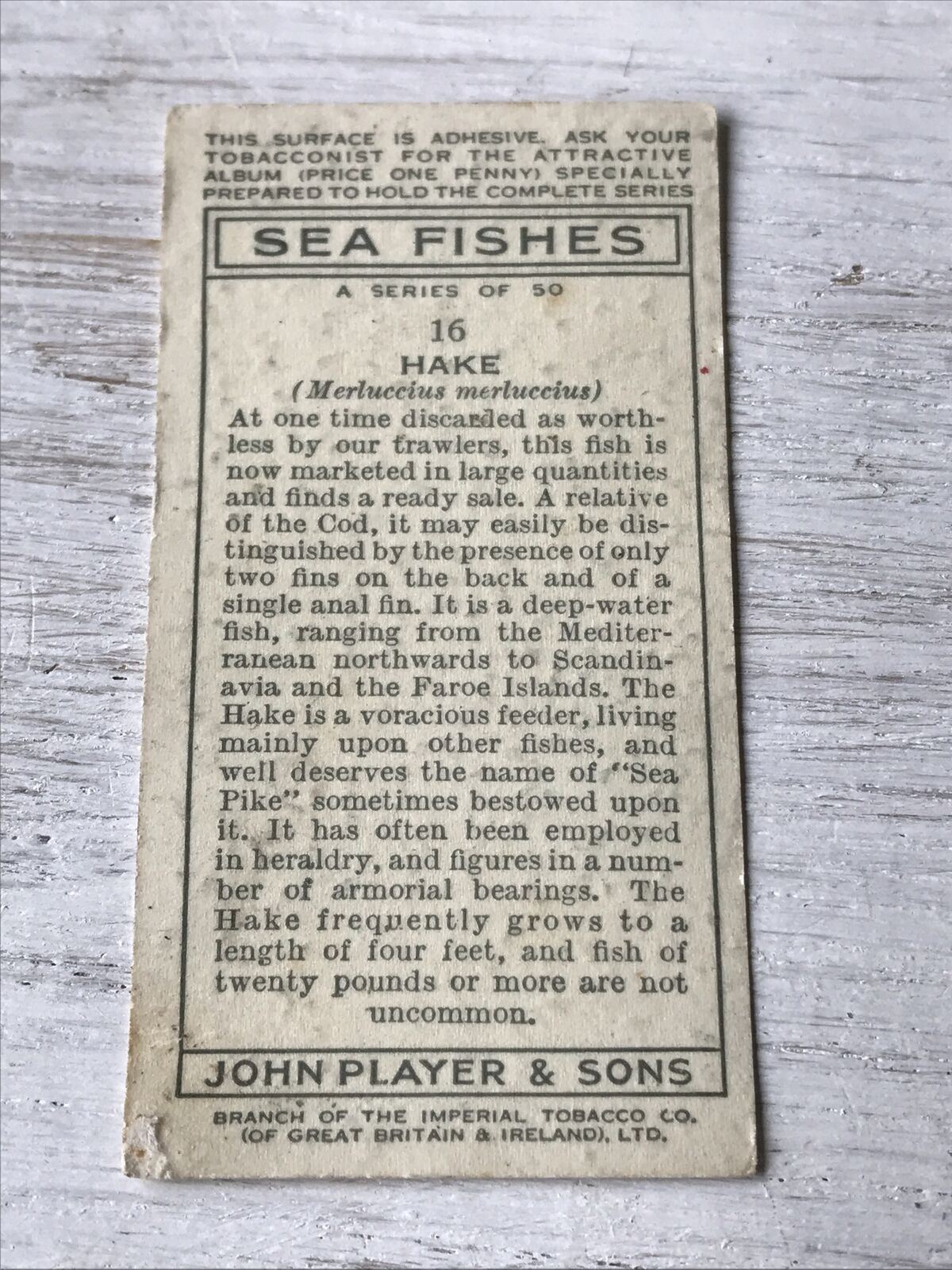 Vintage Players Cigarettes Card Sea Fishes 16 Hake 1930s