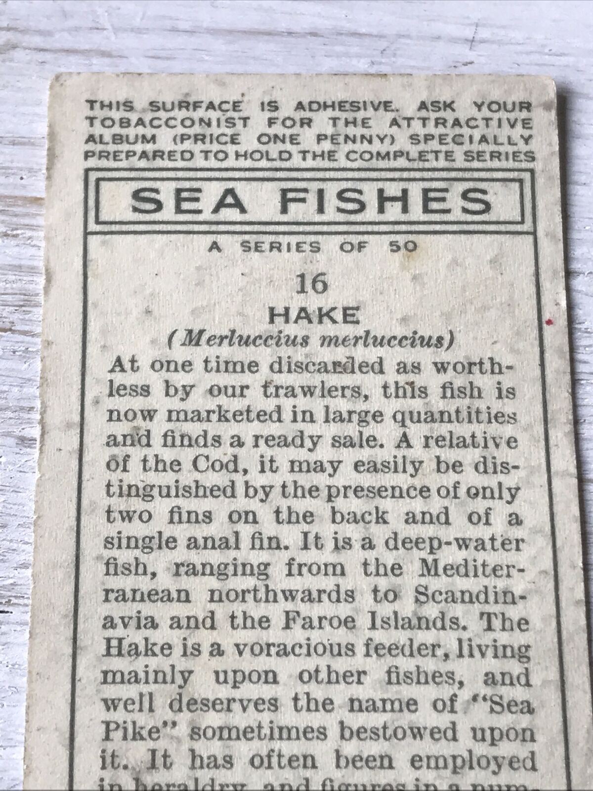 Vintage Players Cigarettes Card Sea Fishes 16 Hake 1930s