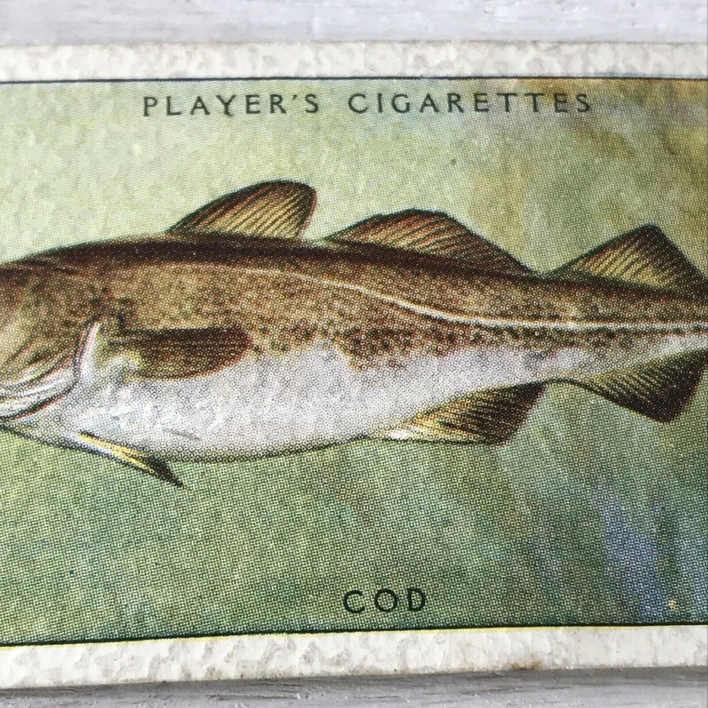 Vintage Players Cigarettes Card Sea Fishes 17 Cod Fish Atlantic 1930s