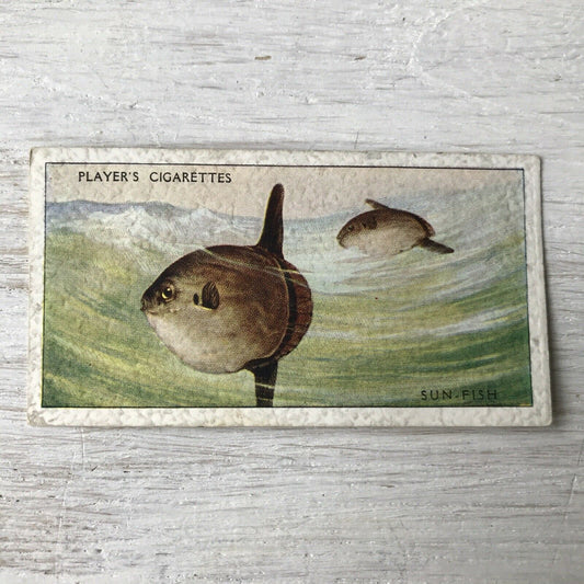 Vintage Players Cigarettes Card Sea Fishes 49 Sun-fish Atlantic Océan 1930s