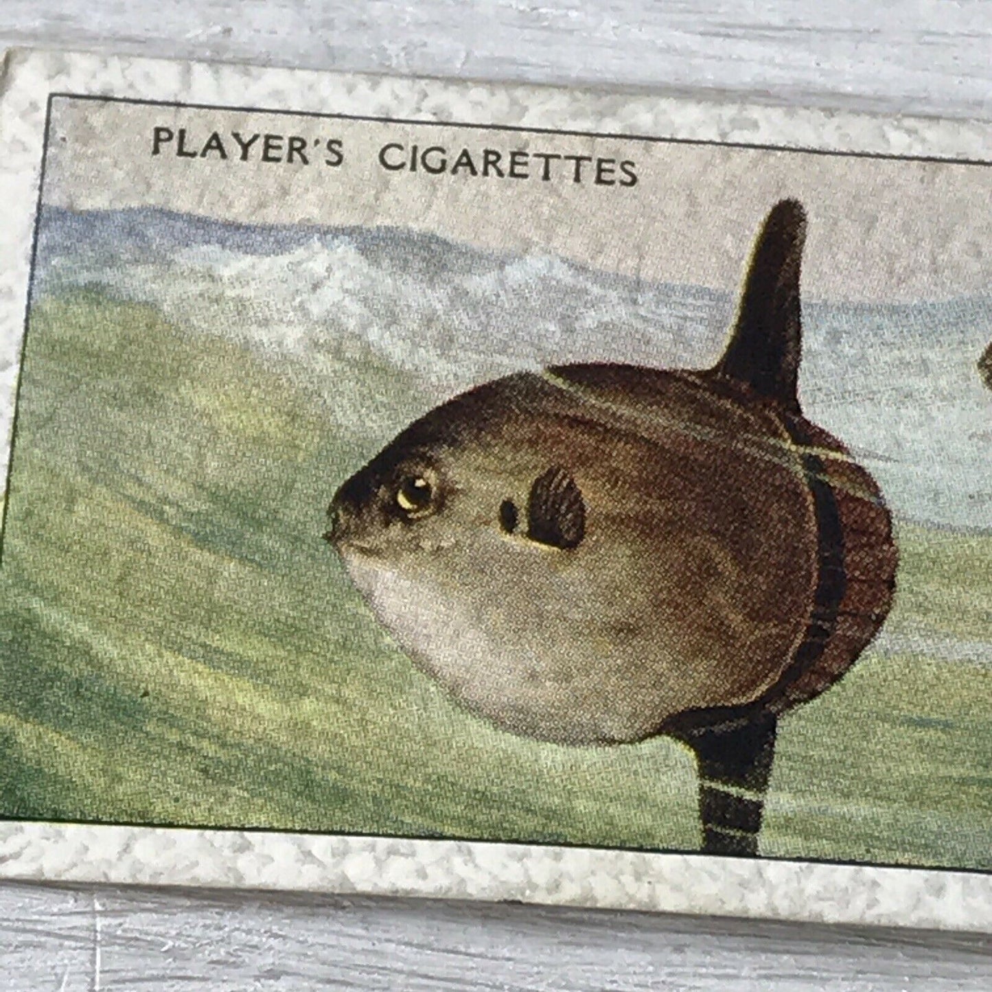 Vintage Players Cigarettes Card Sea Fishes 49 Sun-fish Atlantic Océan 1930s