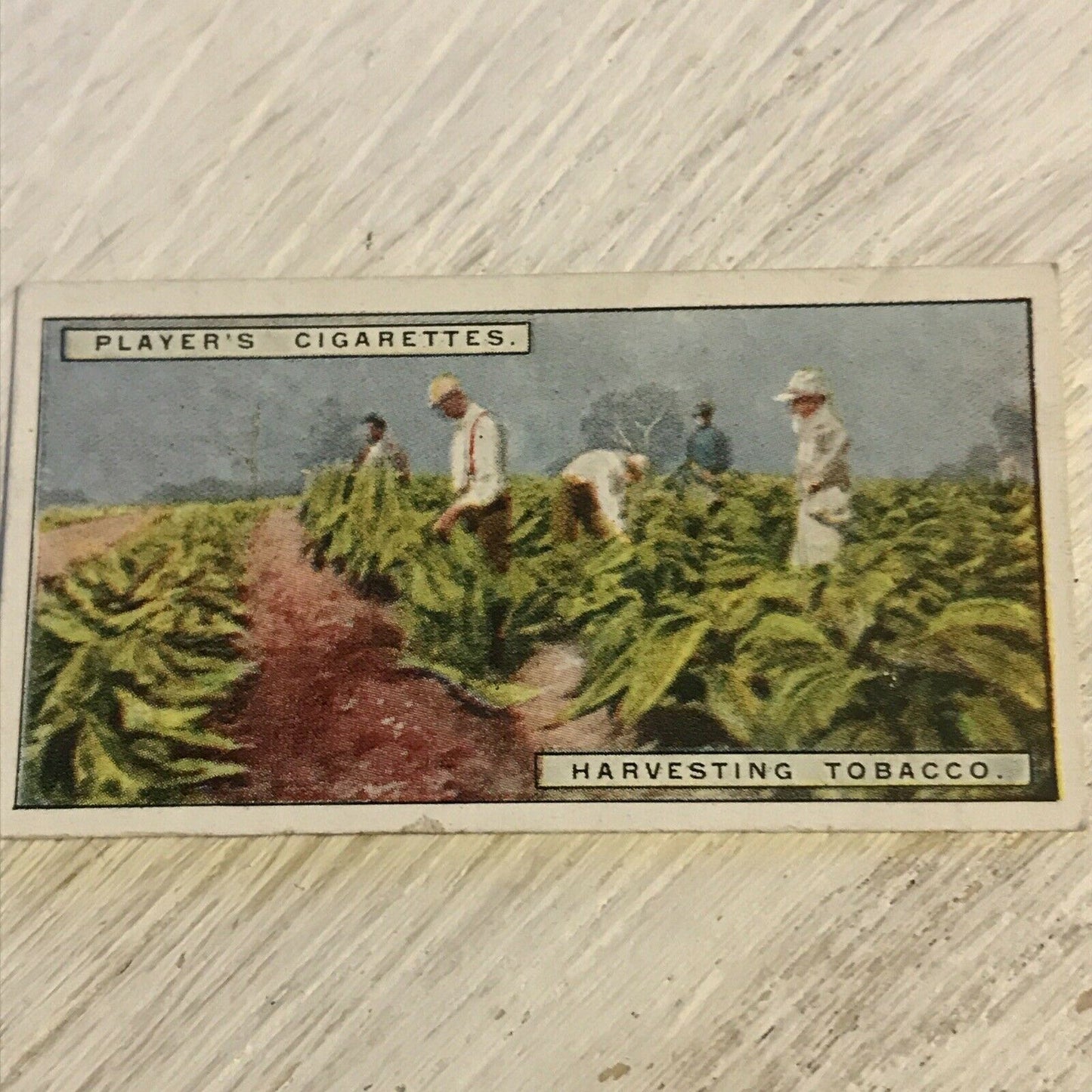 Vintage Players Cigarettes Card From Plantation To Smoker Harvesting Tobacco 8