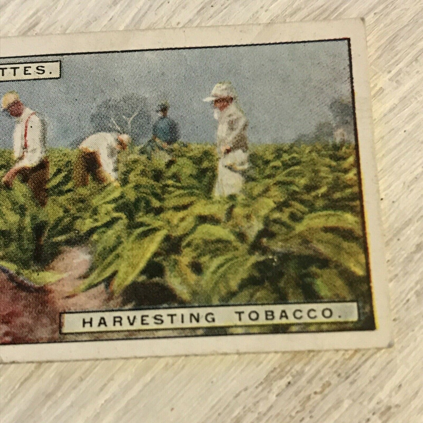 Vintage Players Cigarettes Card From Plantation To Smoker Harvesting Tobacco 8