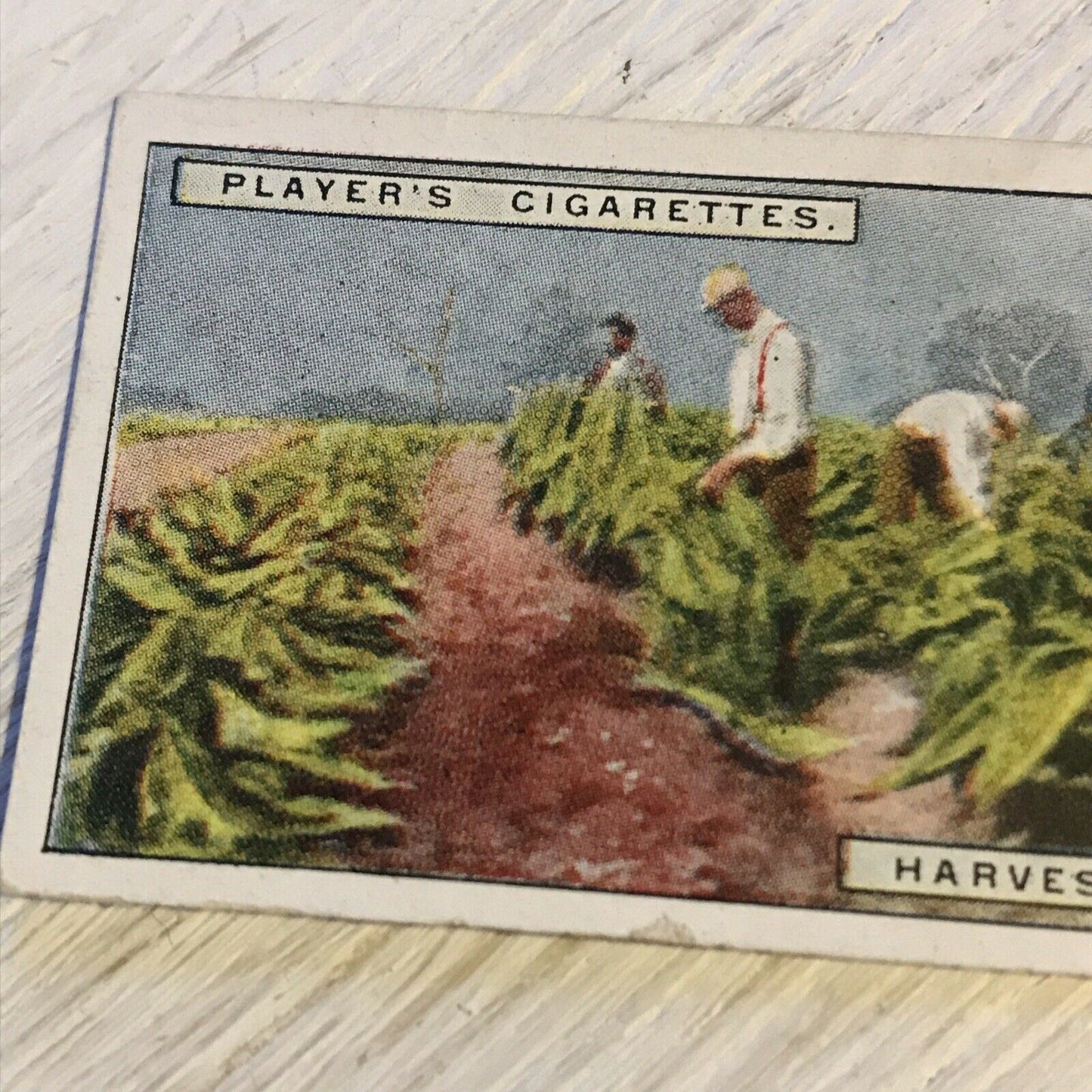 Vintage Players Cigarettes Card From Plantation To Smoker Harvesting Tobacco 8