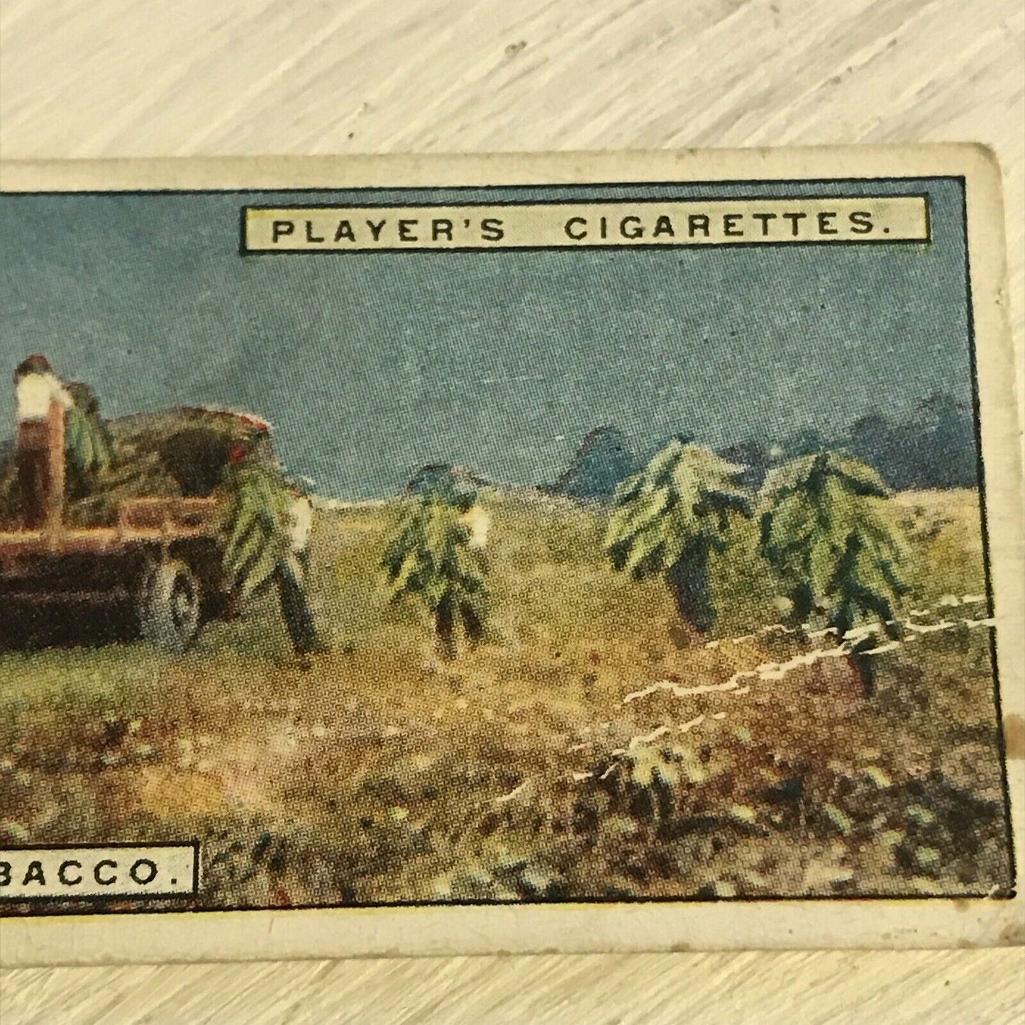 Vintage Players Cigarettes Card From Plantation To Smoker 9 Harvesting Tobacco