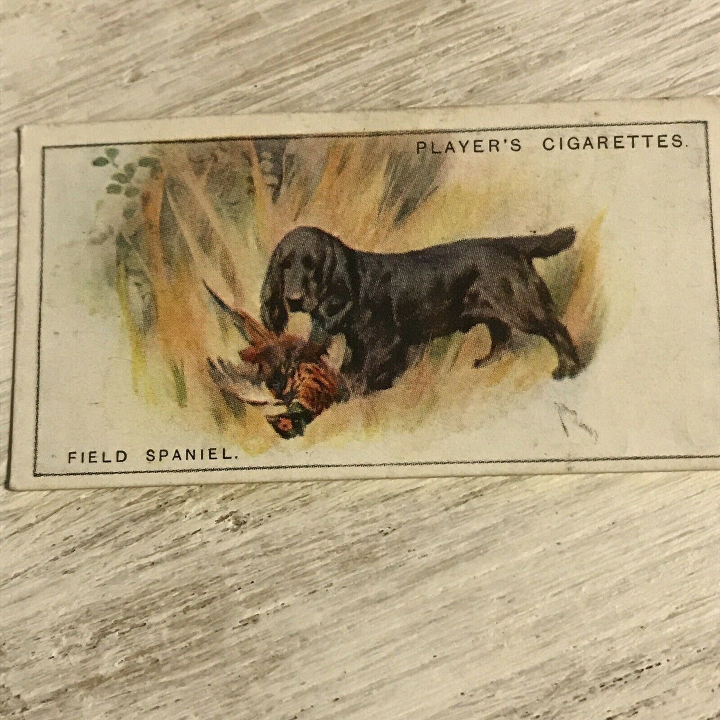 Vintage Players Cigarettes Card Dogs 36 Field Spaniel