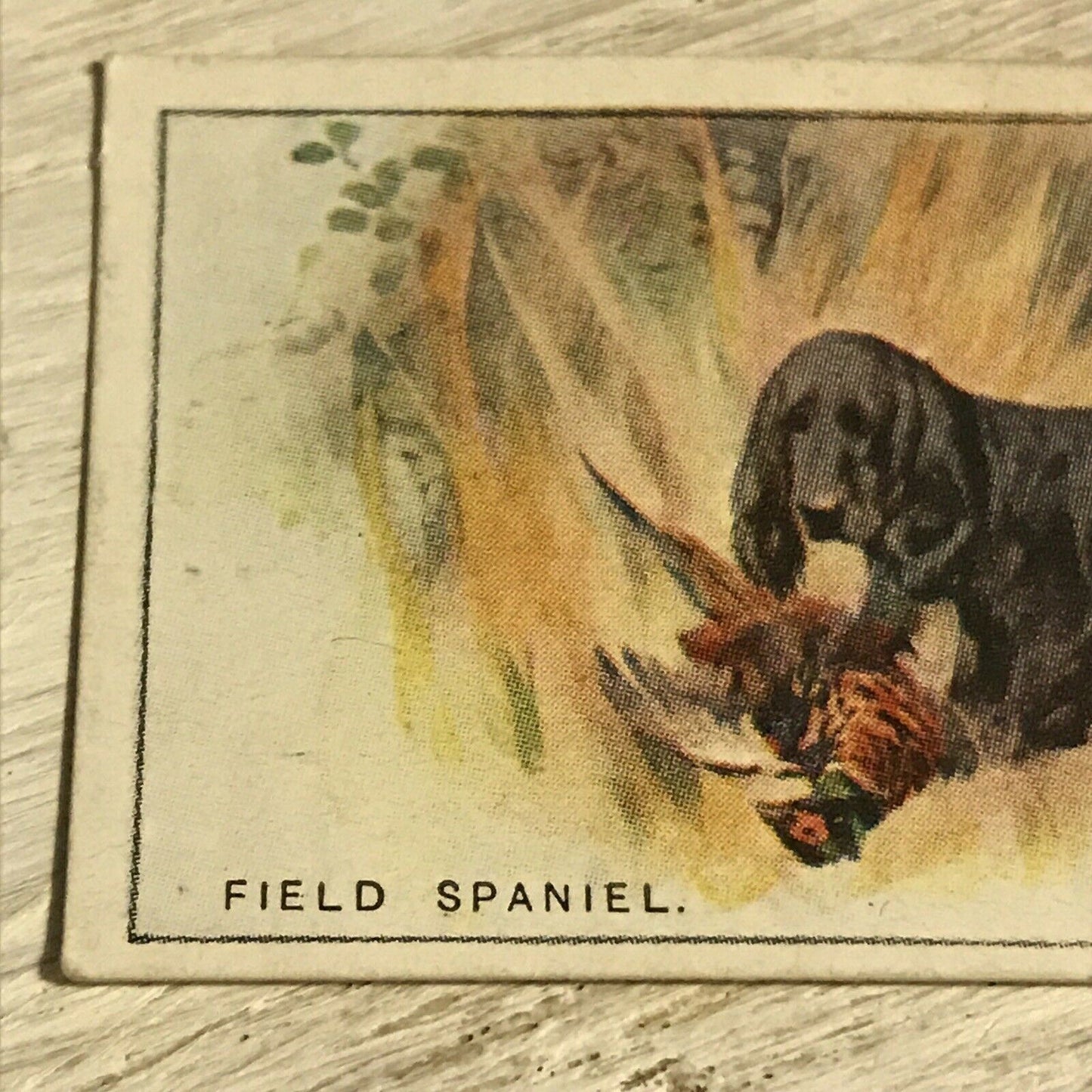 Vintage Players Cigarettes Card Dogs 36 Field Spaniel