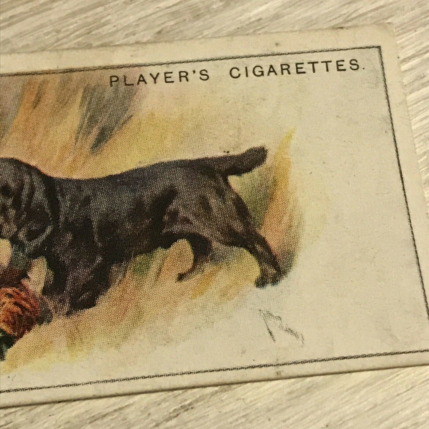 Vintage Players Cigarettes Card Dogs 36 Field Spaniel