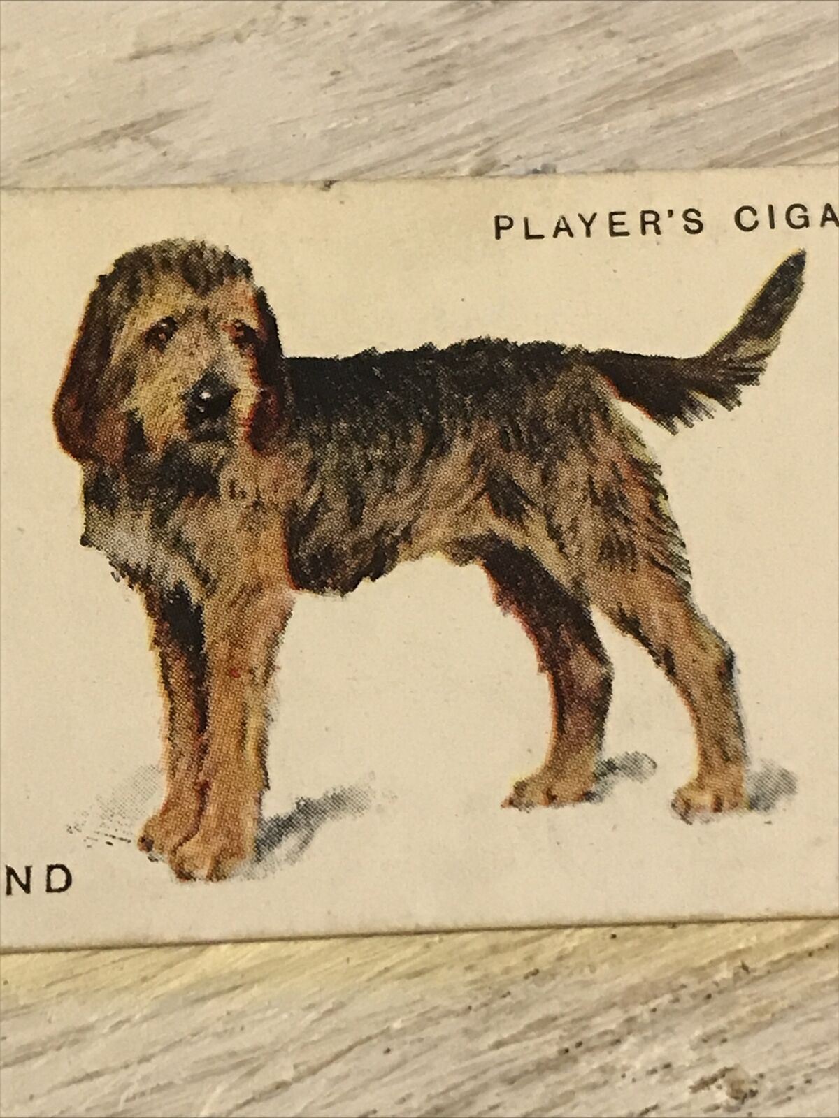 Vintage Players Cigarettes Card Dogs 20 Otterhound