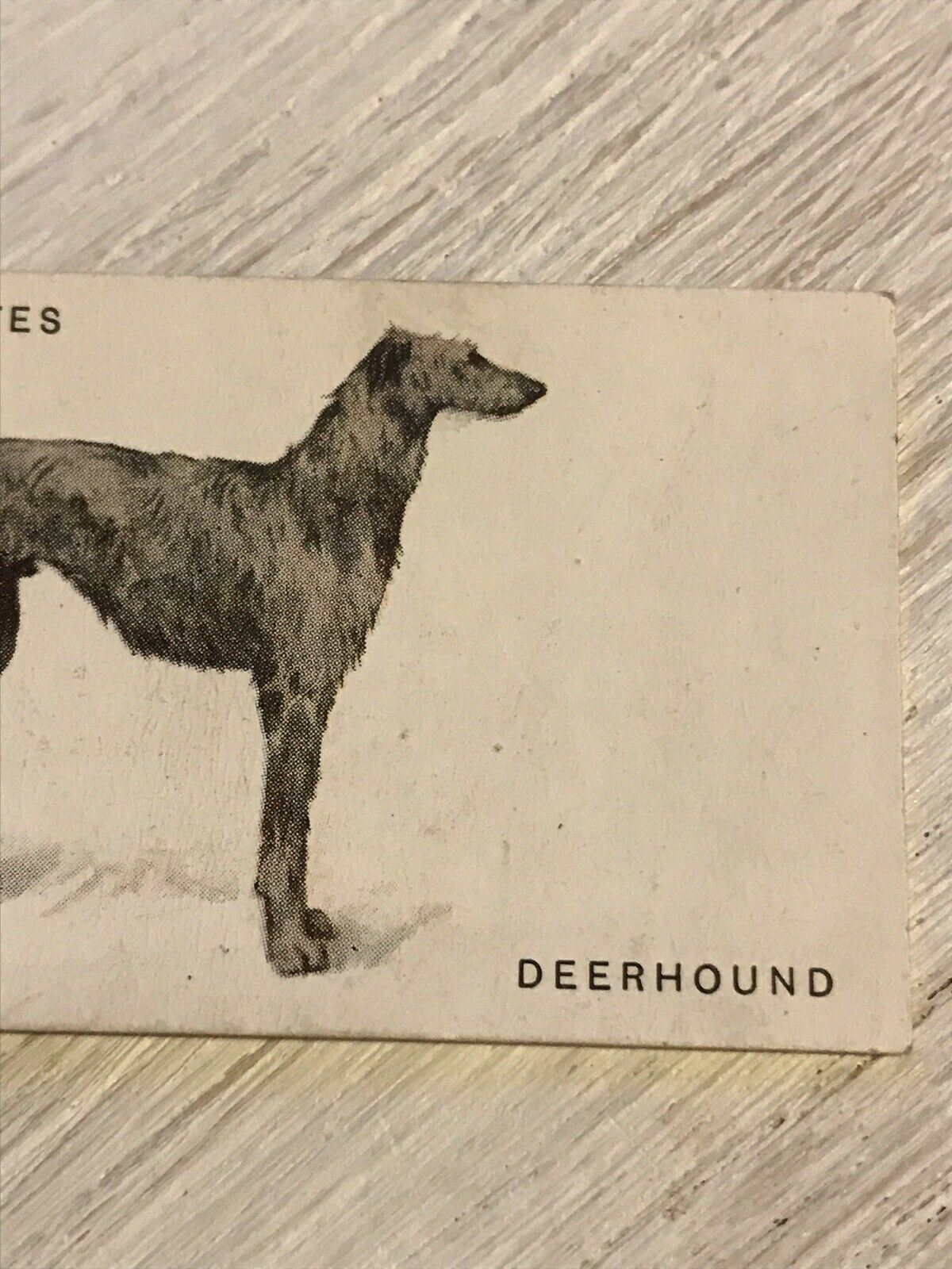 Vintage Players Cigarettes Card Dogs 11 Deerhound