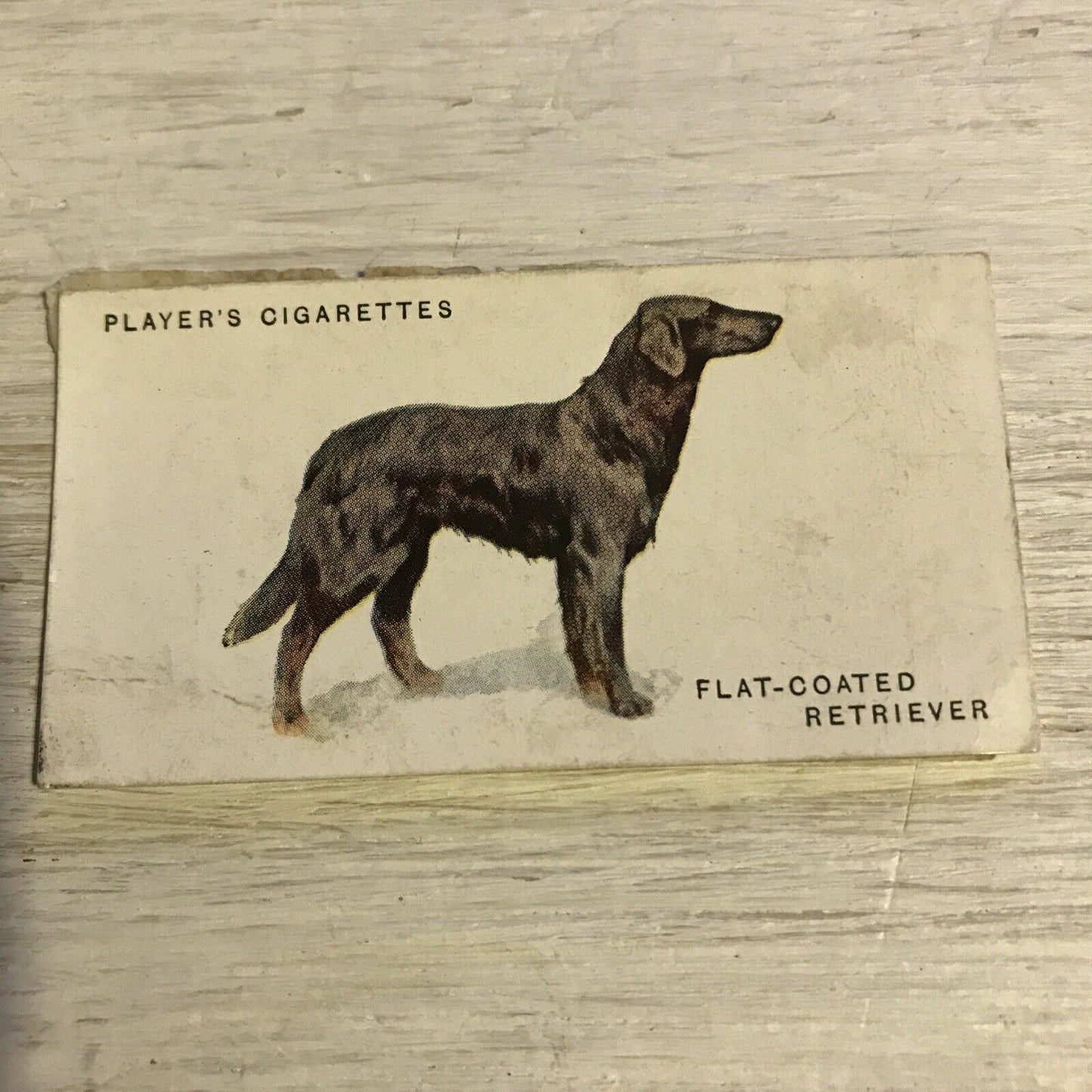 Vintage Players Cigarettes Card Dogs 24 Flat Coated Retriever DAMAGED