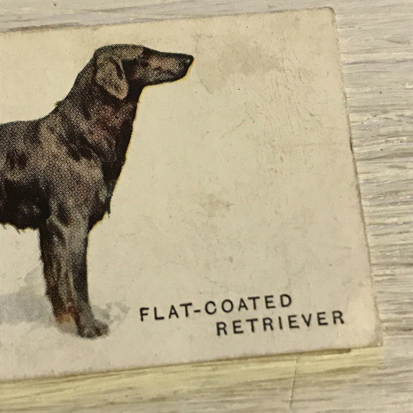 Vintage Players Cigarettes Card Dogs 24 Flat Coated Retriever DAMAGED