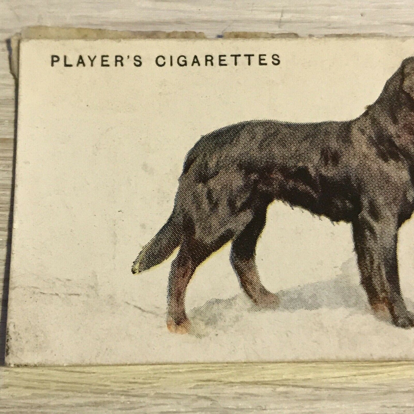 Vintage Players Cigarettes Card Dogs 24 Flat Coated Retriever DAMAGED