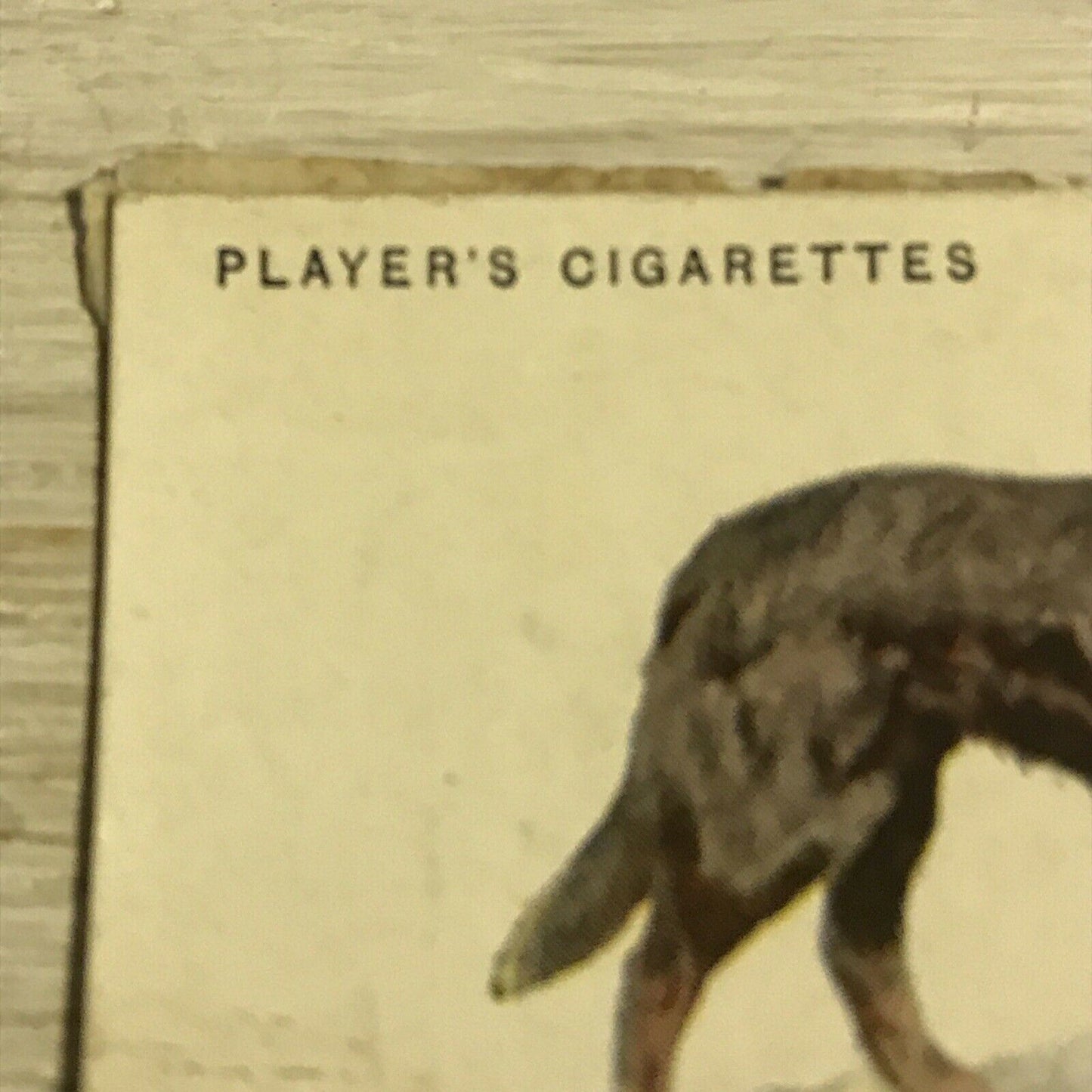 Vintage Players Cigarettes Card Dogs 24 Flat Coated Retriever DAMAGED