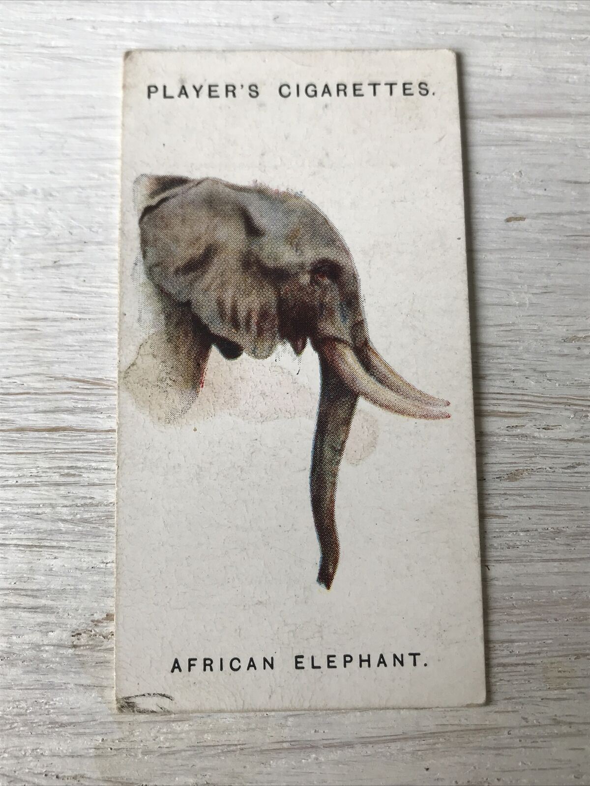 Players Cigarettes Card Wild Animals Heads 20 African Elephant Arthur Wardle