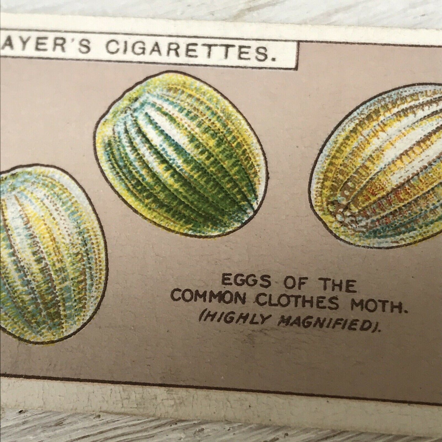 Players Cigarettes Card Hidden Beauties 25 Eggs Of Sorts Common Clothes Moth Egg