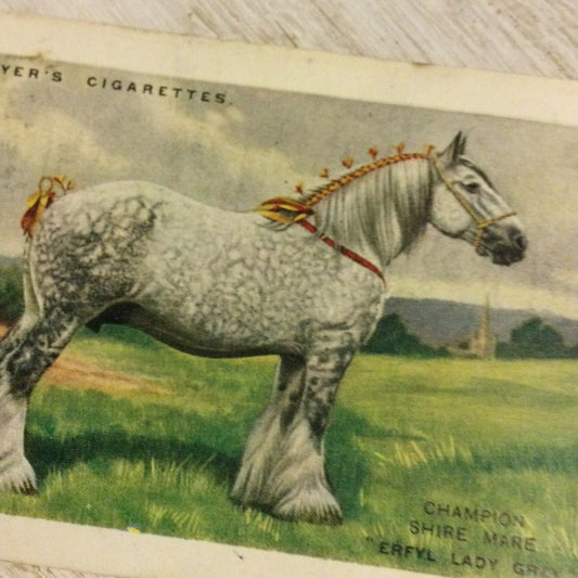 Players Cigarettes Card Large. British Pedigree Stock. 17 Shire Mare Erfyl Lady