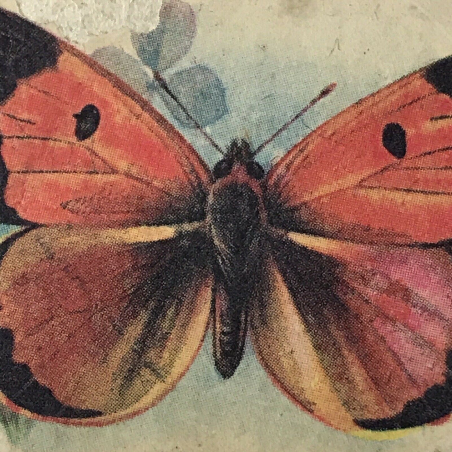 Players Cigarette Card TRANSFER Butterflies No 6 GB Clouded Yellow Vintage 1930s