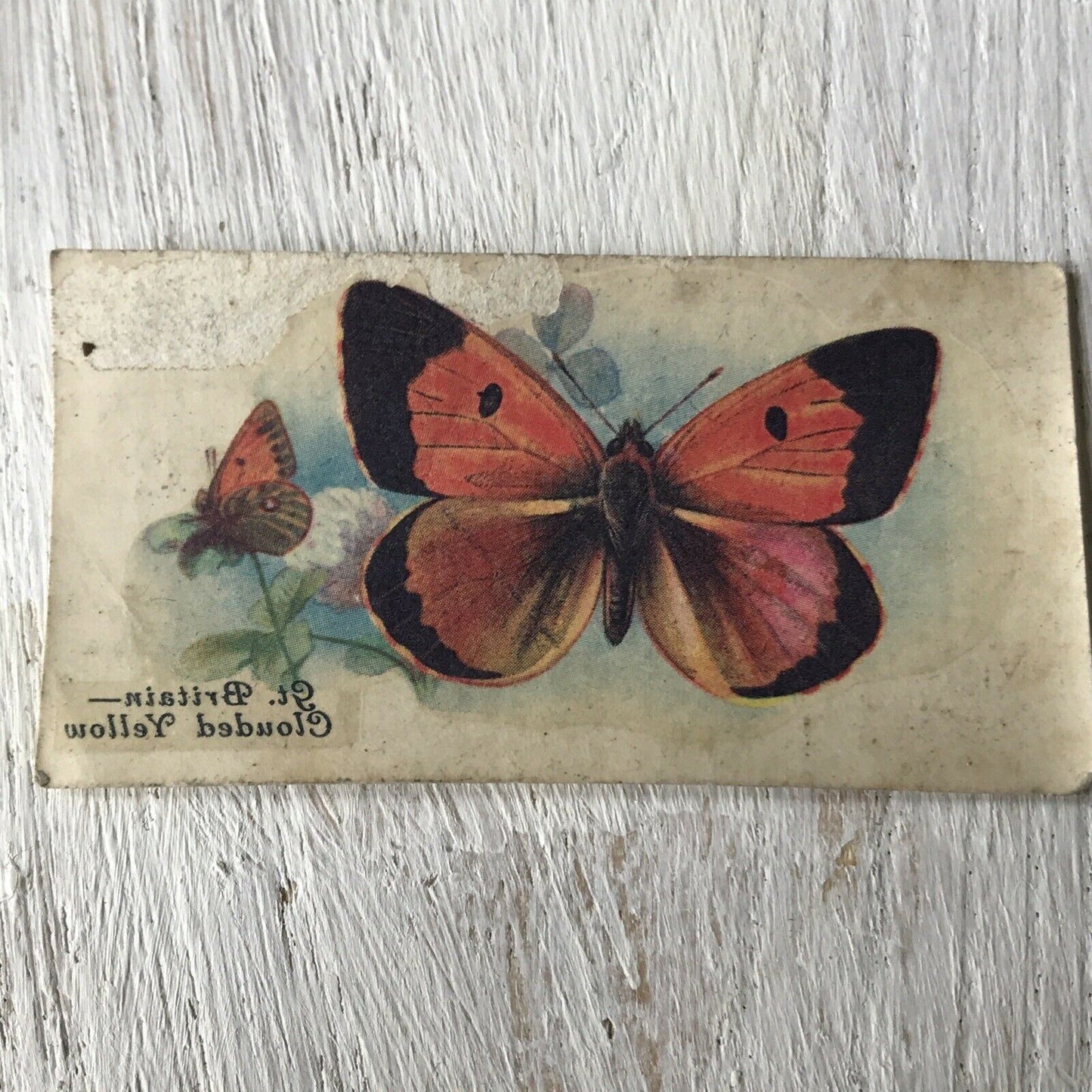 Players Cigarette Card TRANSFER Butterflies No 6 GB Clouded Yellow Vintage 1930s