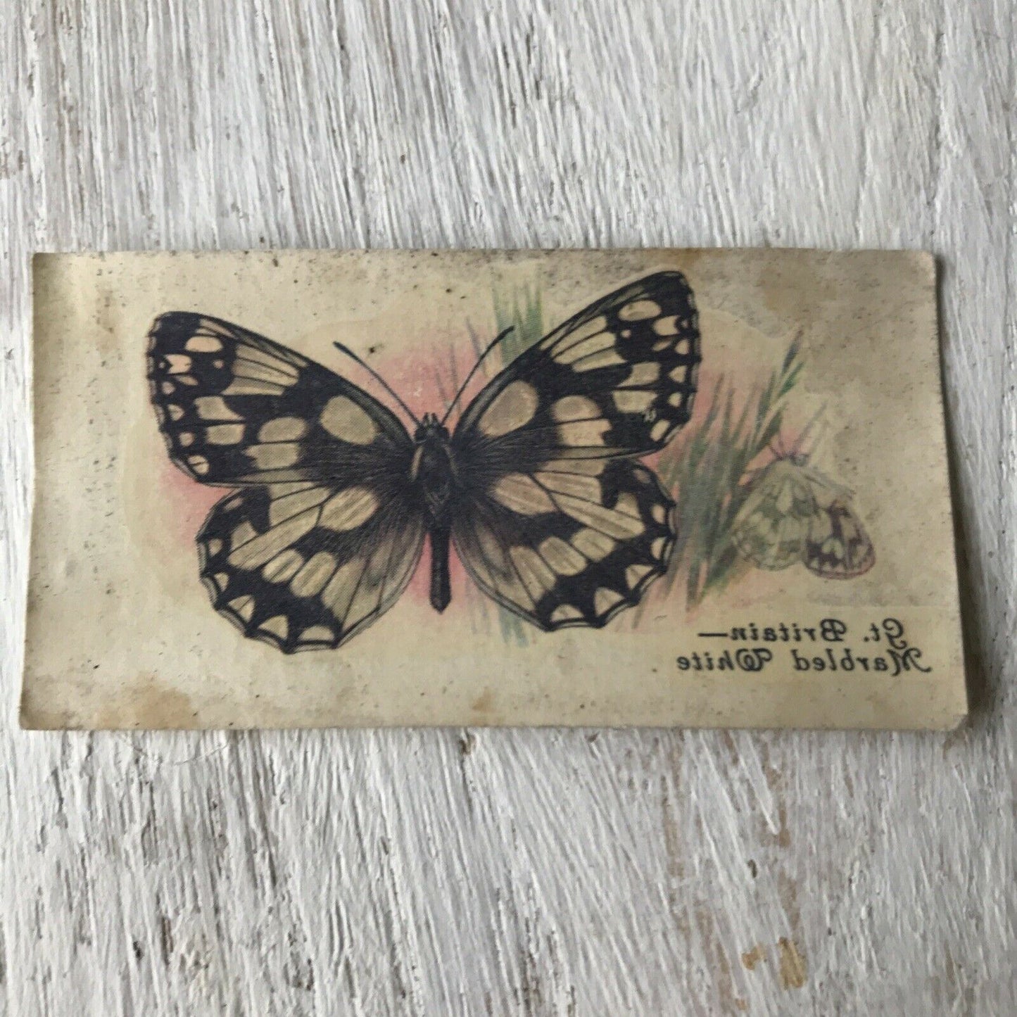 Players Cigarette Card TRANSFER Butterflies No 11 GB Marbled White Vintage 1930s